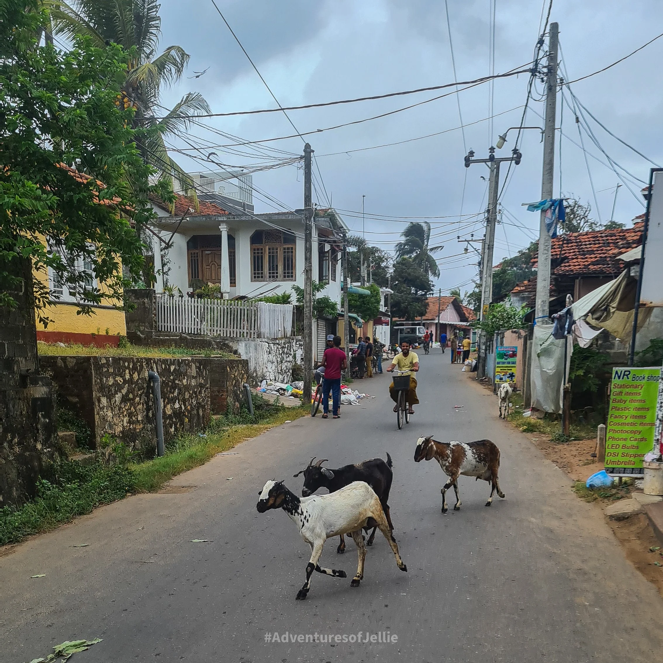 Goats cross the a street whilst a many rides his bike in Negumbo.