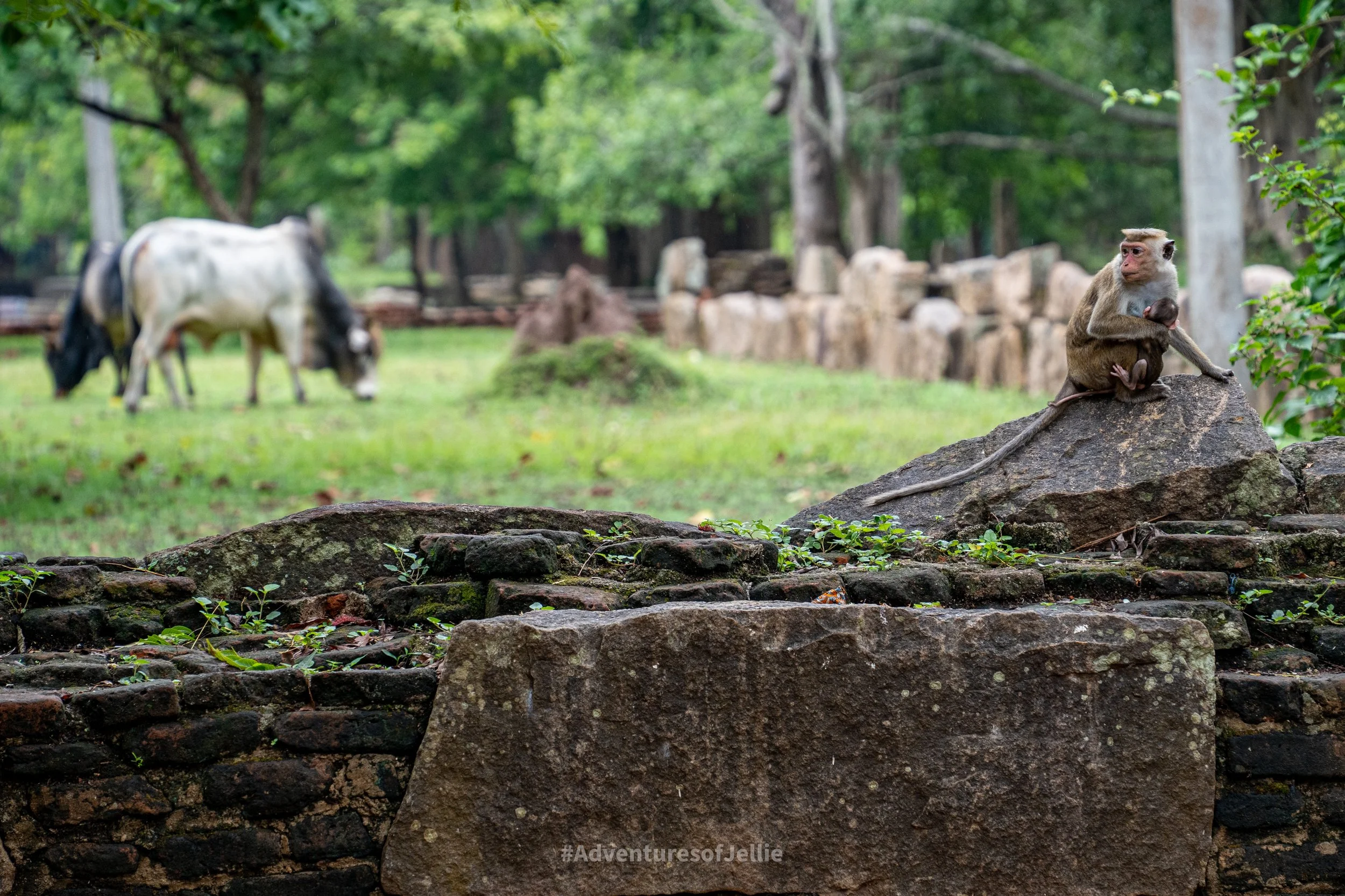 A macaque monkey and her baby rest on a stone wall in Anuradhapura's ancient city, Sri Lanka