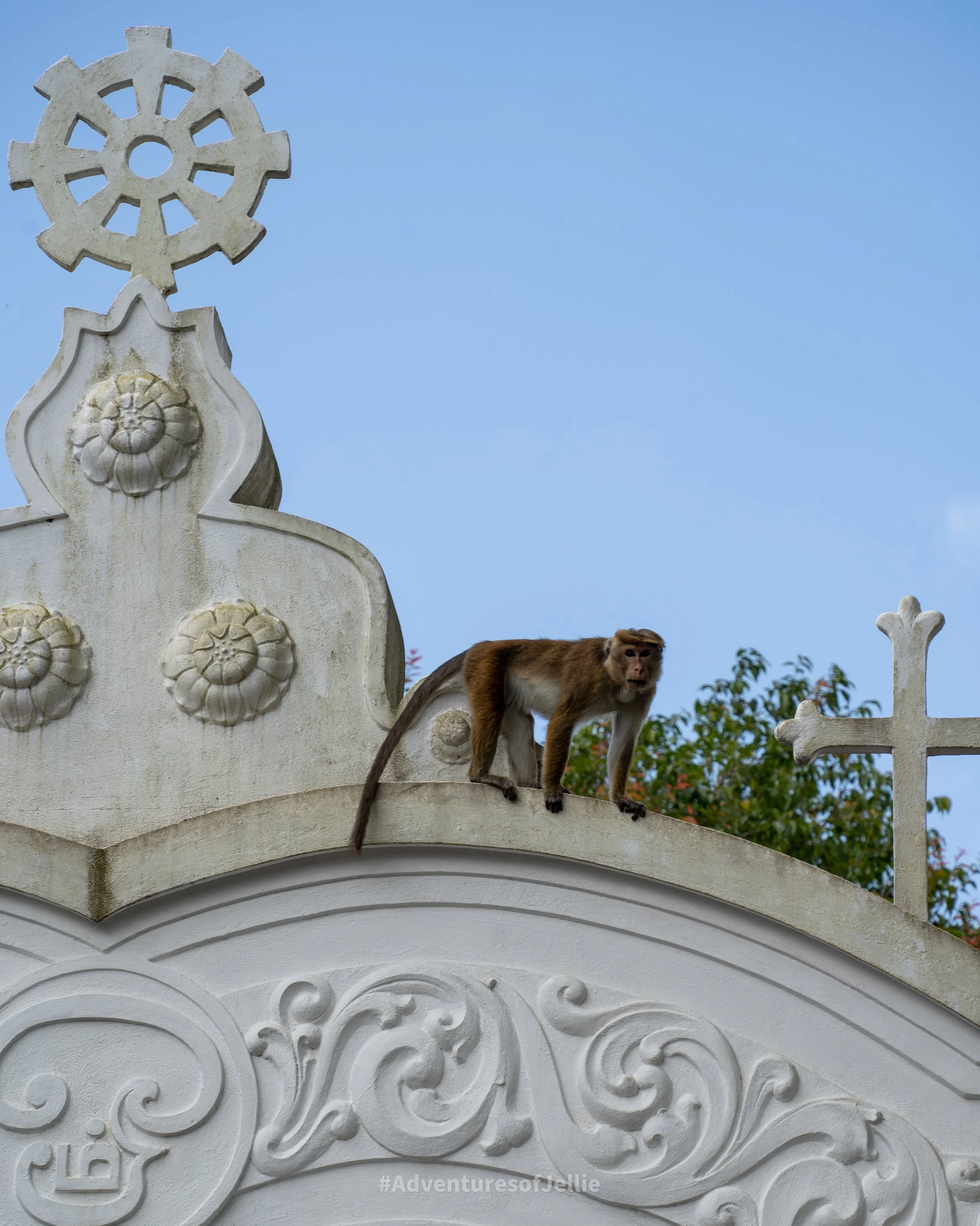 A macaque monkey guards the entrance to the Ambuluwawa Tower in Gampola Sri Lanka.