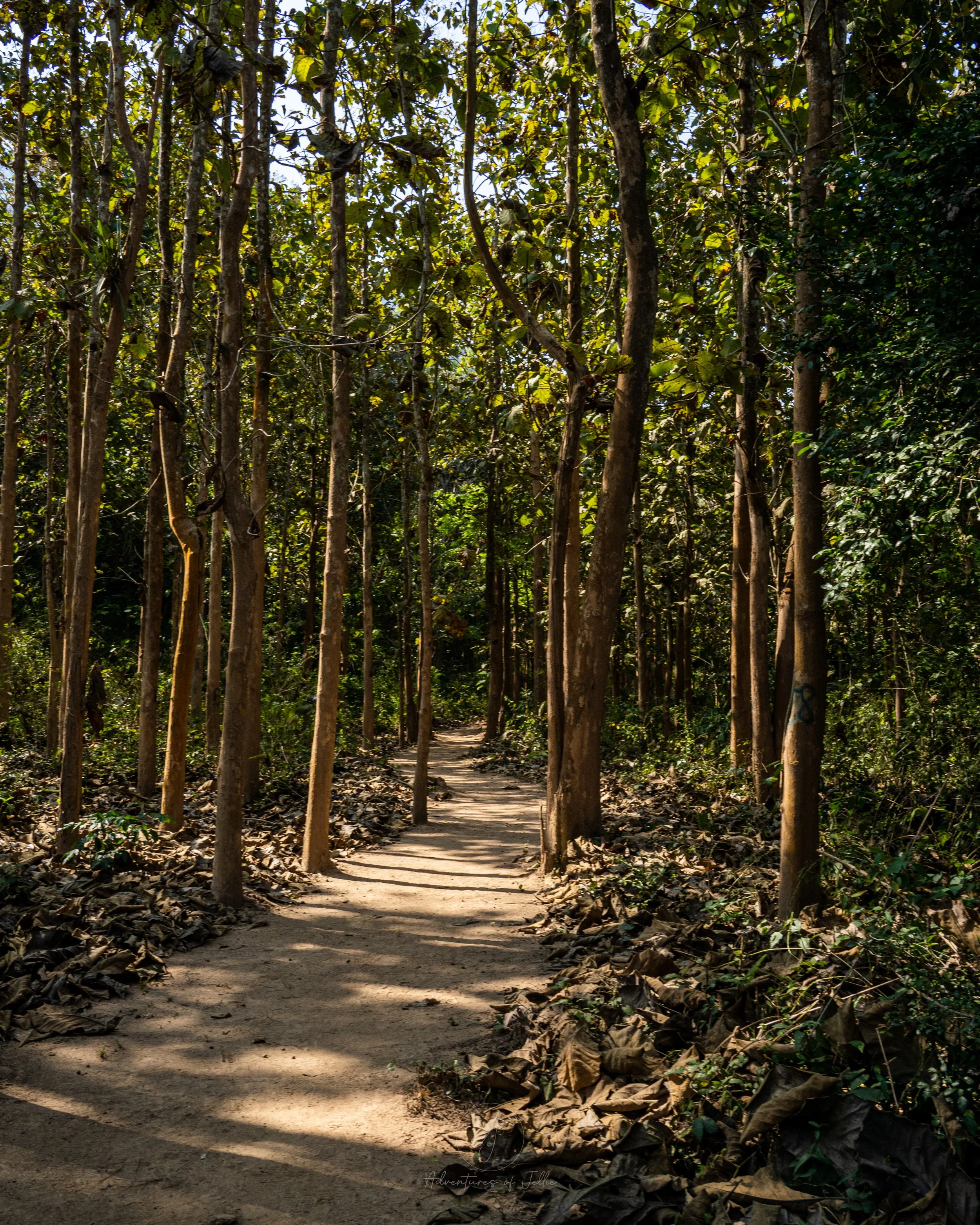 A dusty path winds between trees on the Pha Kao and Pha Noi viewpoint trail in Nong Khiaw, Laos.