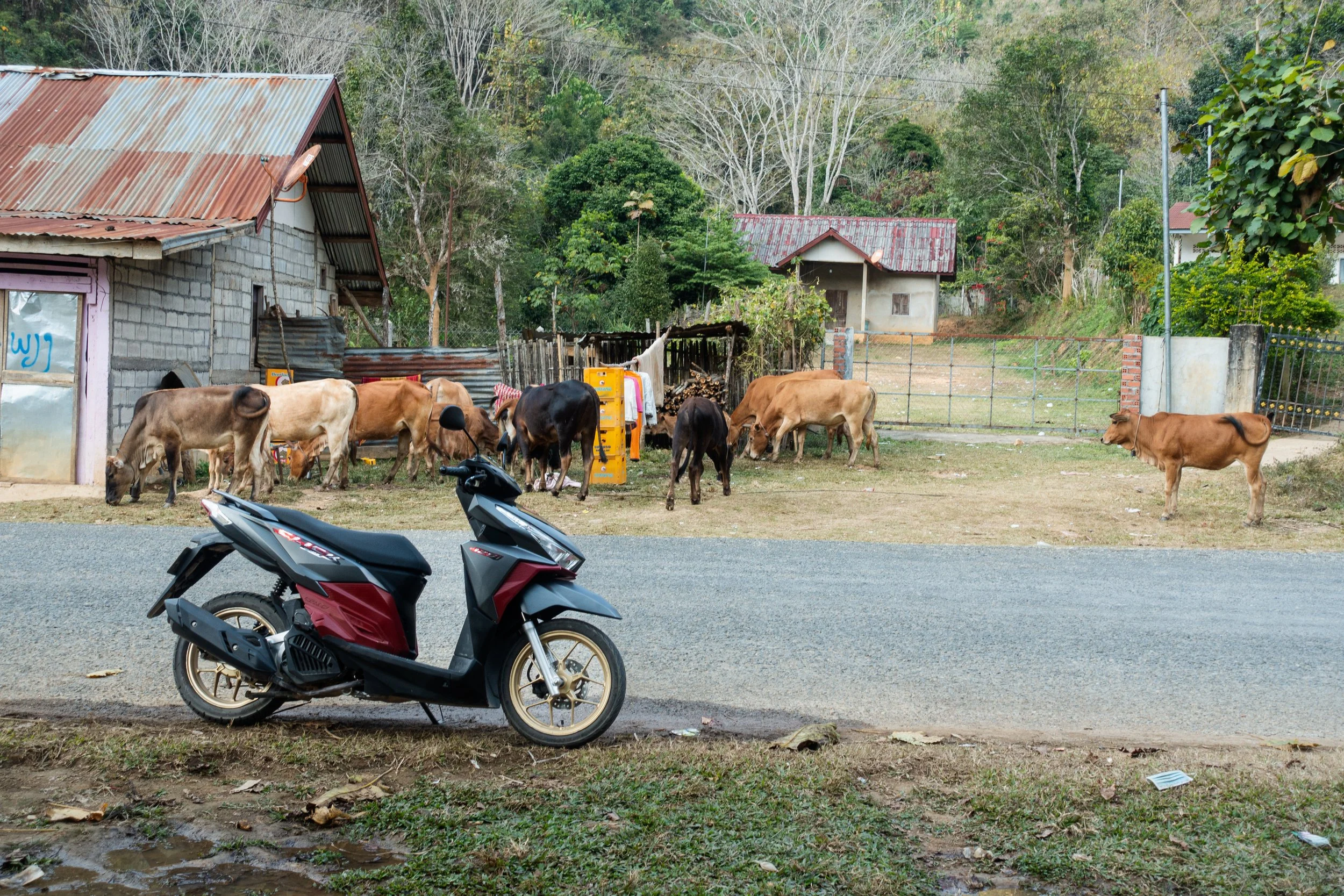 A black and maroon Honda Click scooter sits parked on the side of a road next to a small shop and a herd of cows in Nong Khiaw.