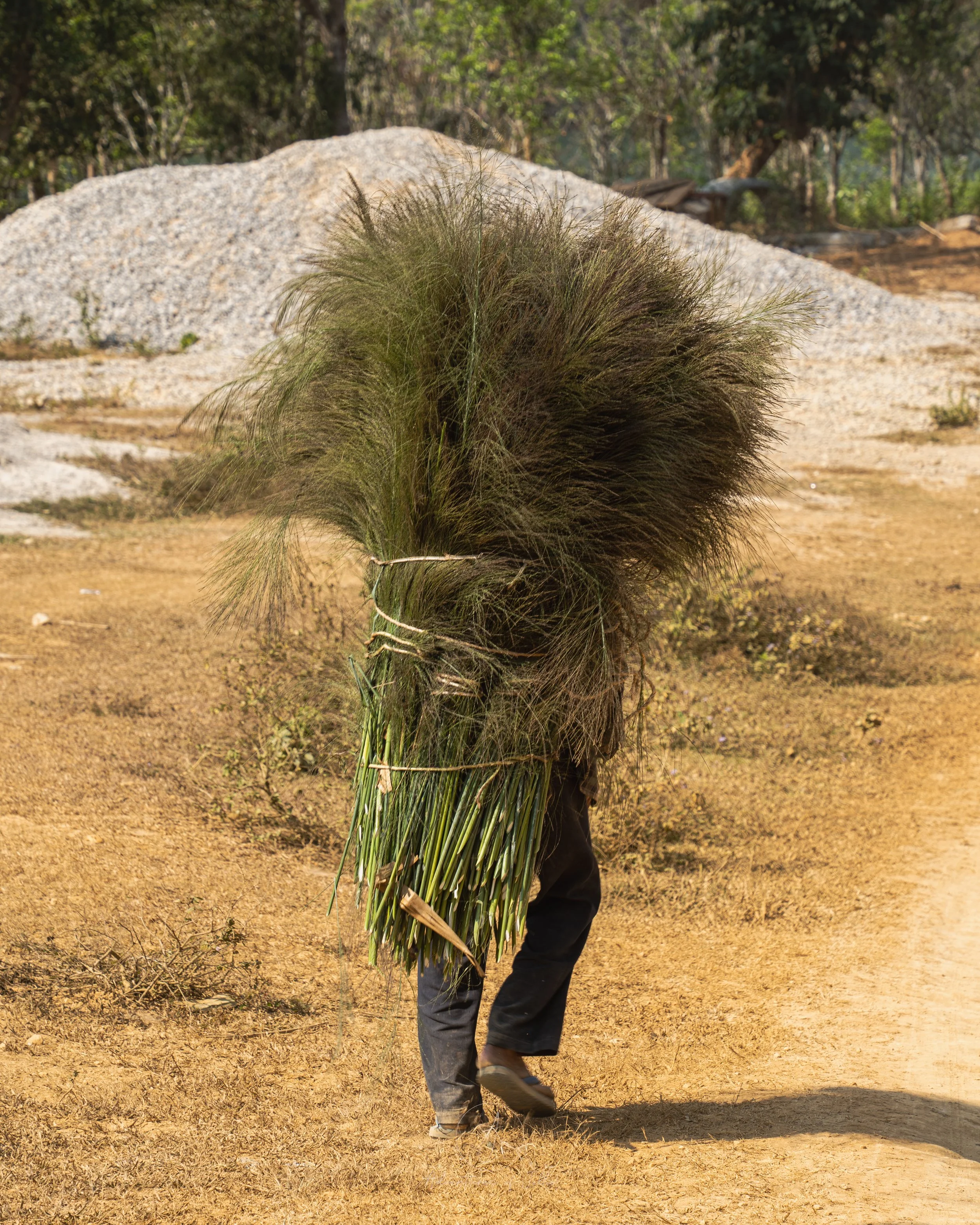 A Laotian farmer walks down a dusty road carrying a large sheaf of freshly cut grass. Photo taken in a small village outside of Nong Khiaw in Northern Laos.