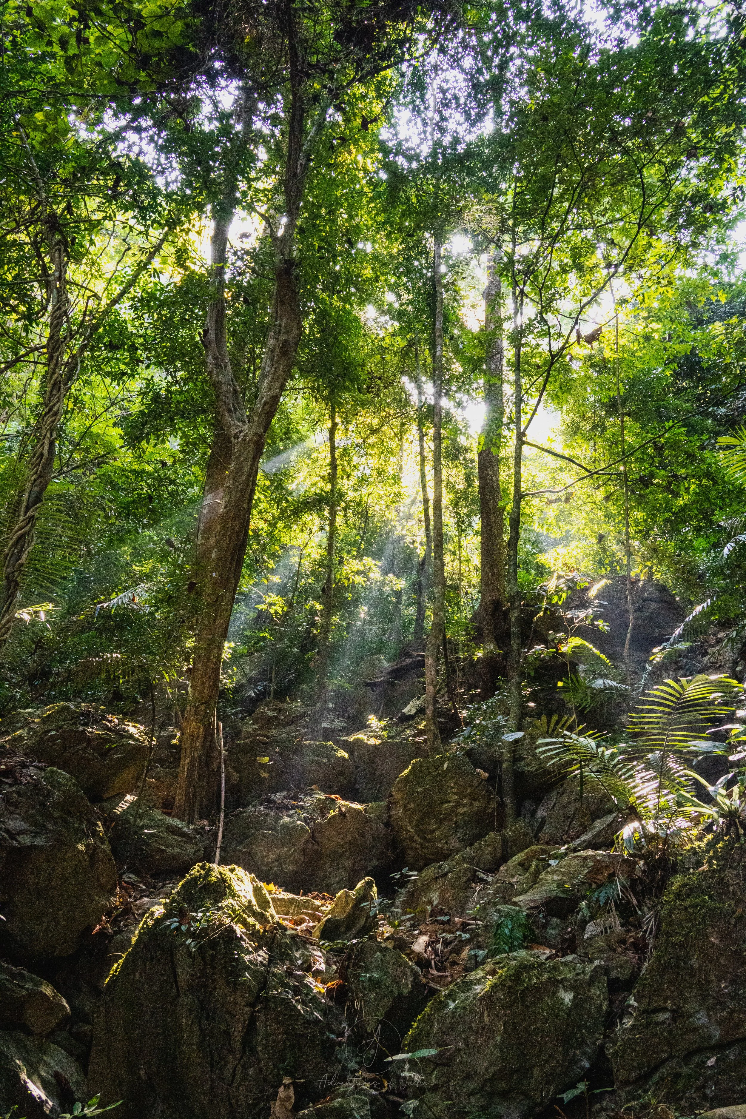 Sunlight streams through the canopy on the Pha Kao and Pha Noi viewpoint trail in Nong Khiaw, Laos.