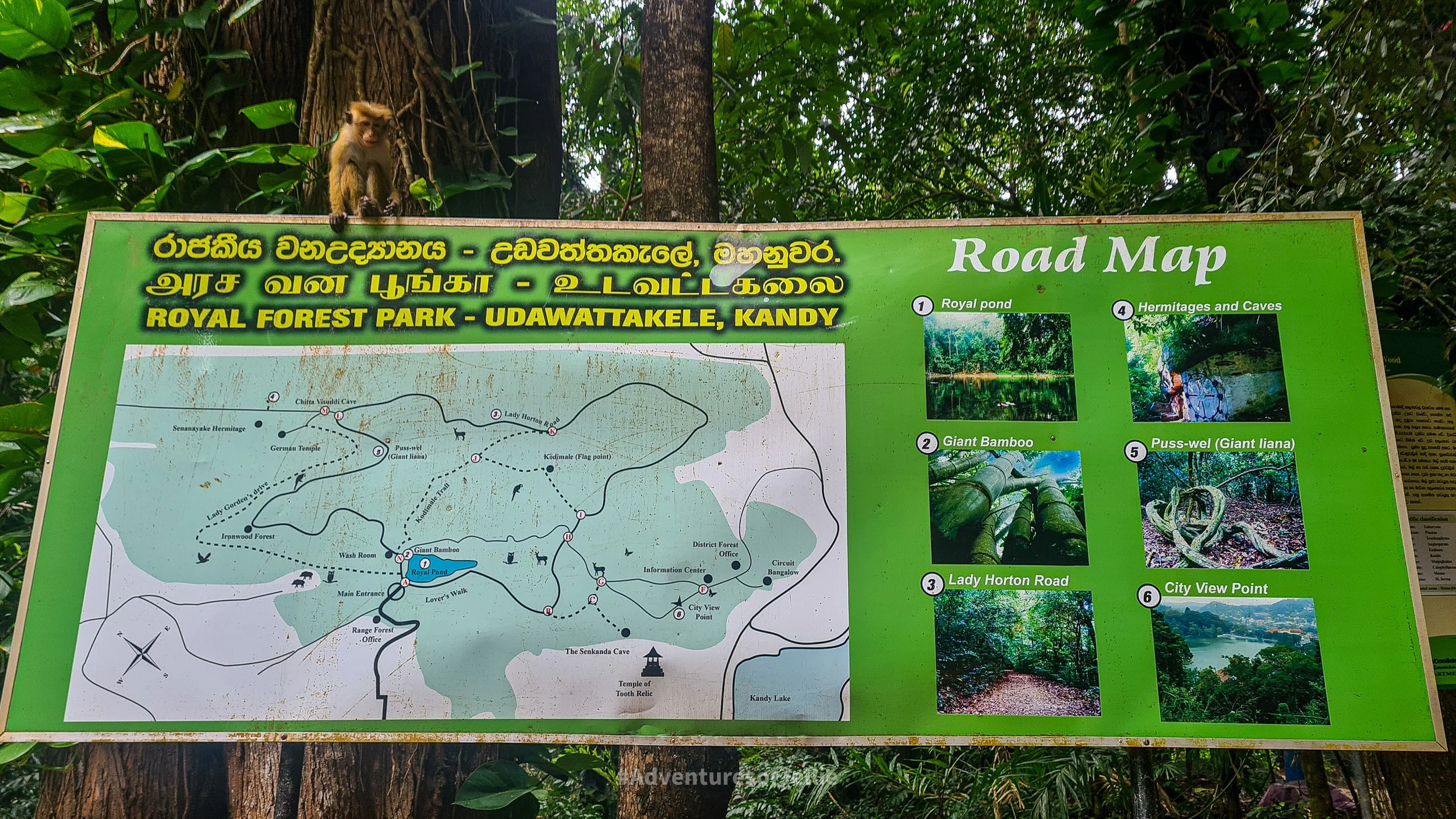 A monkey sits atop the park map of Udawattakele in Kandy Sri Lanka
