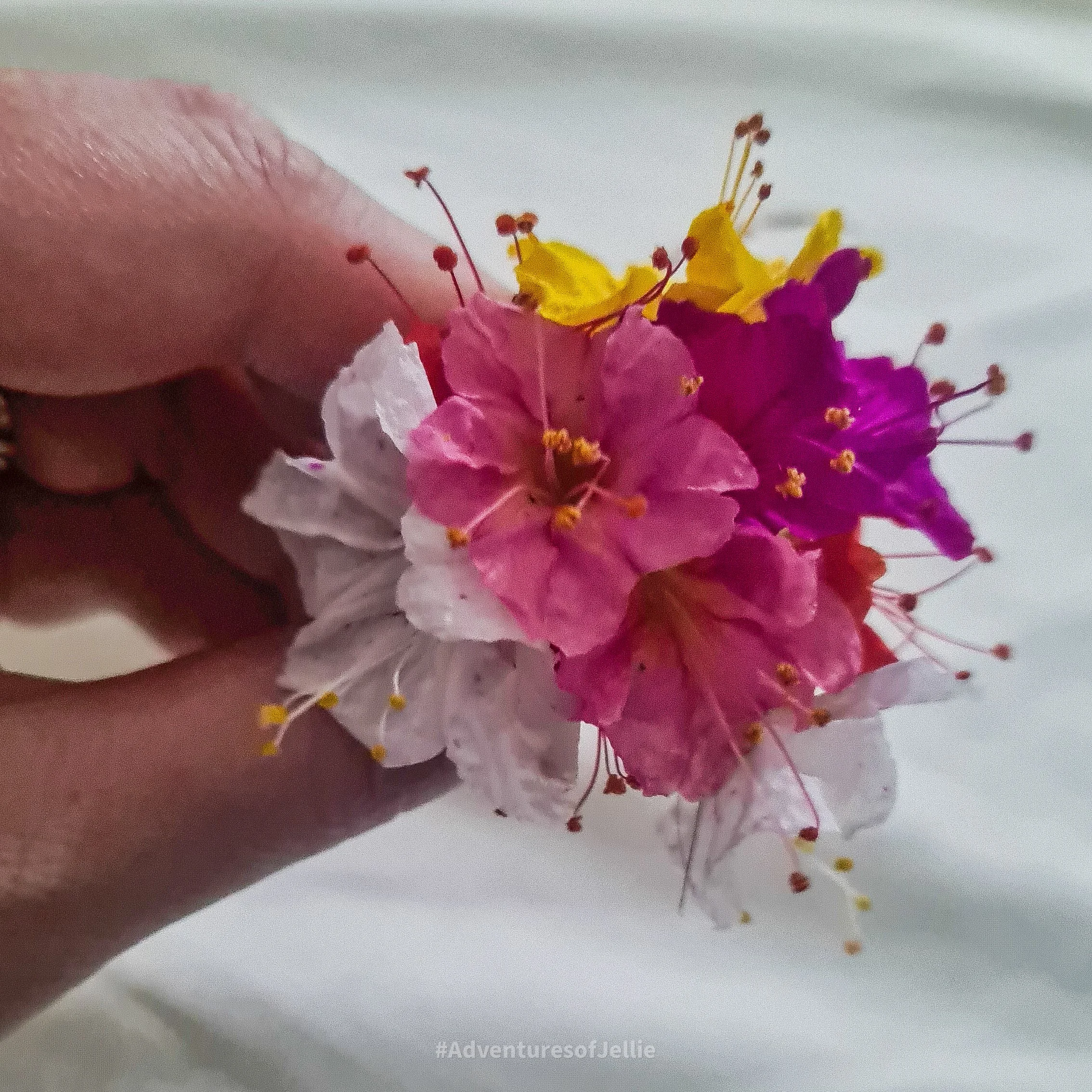 A tiny bouquet of colourful flowers is held in the hand of Ellie at a small local restaurant in Habarana, Sri Lanka.