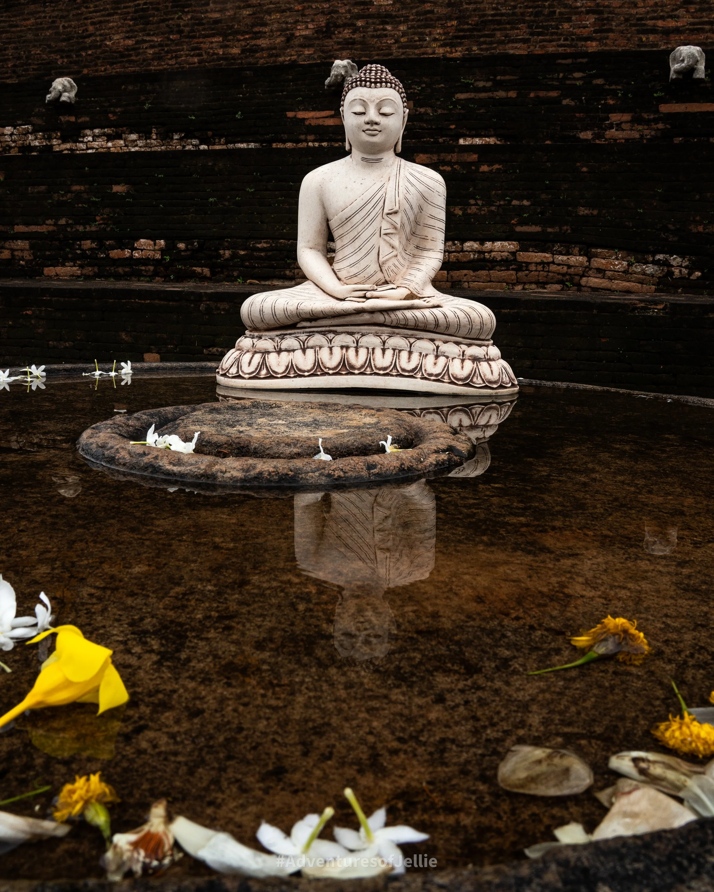 A statue of the Buddha sits in a petal-strewn stone bowl, its reflection mirrored in the waters surface. Taken at Anuradhapura ancient City Sri Lanka