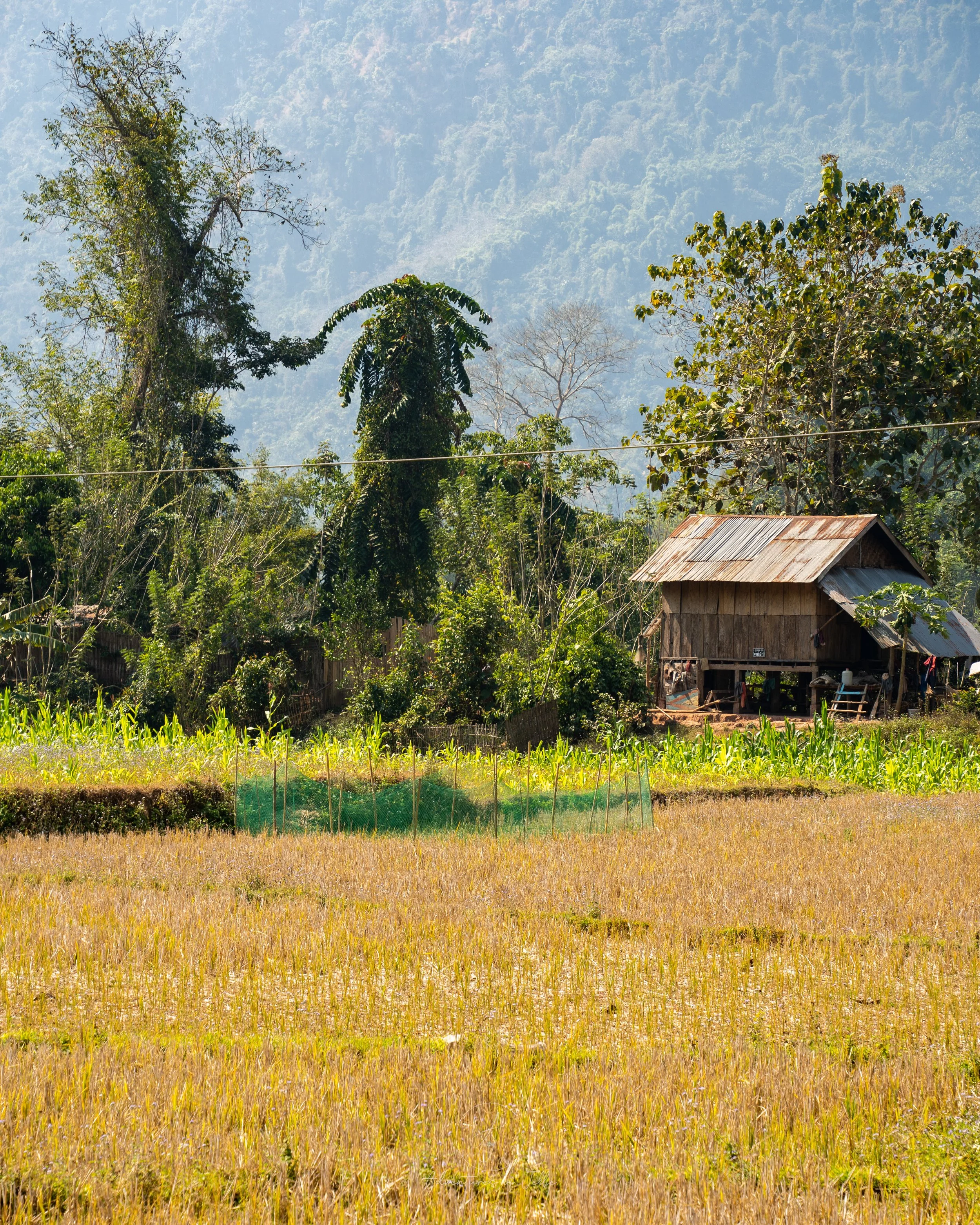 The golden stalks of a rice paddy field fill the foreground of the photo and stretch away to a traditional Laos style, stilted wooden house. Behind the house, one of Nong Khiaw's mountains looms over.