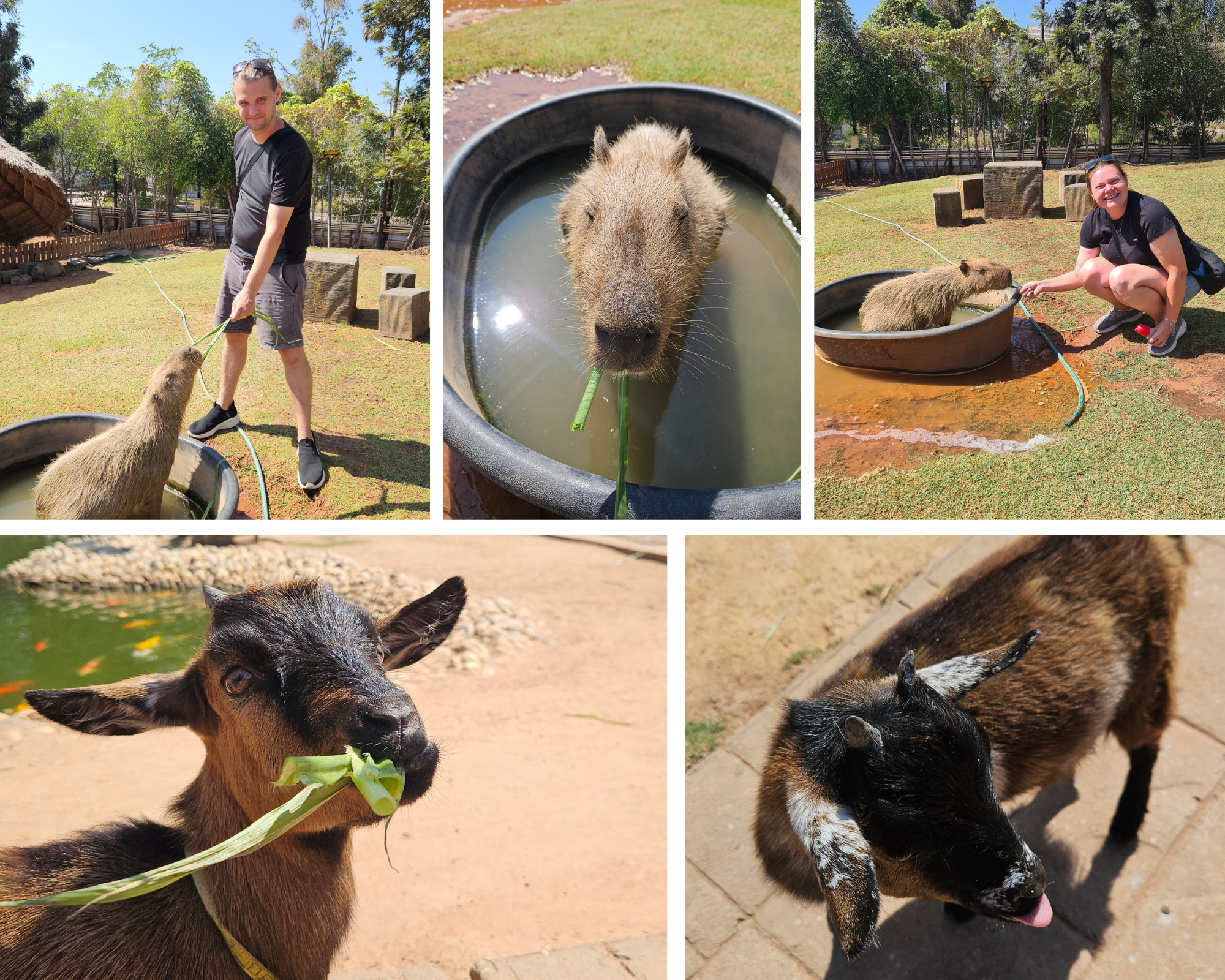 A five photo collage featuring John and Ellie feeding a capybara in the bath and two cheeky goats. One goat is eating grass and the other is sticking out their tongue.