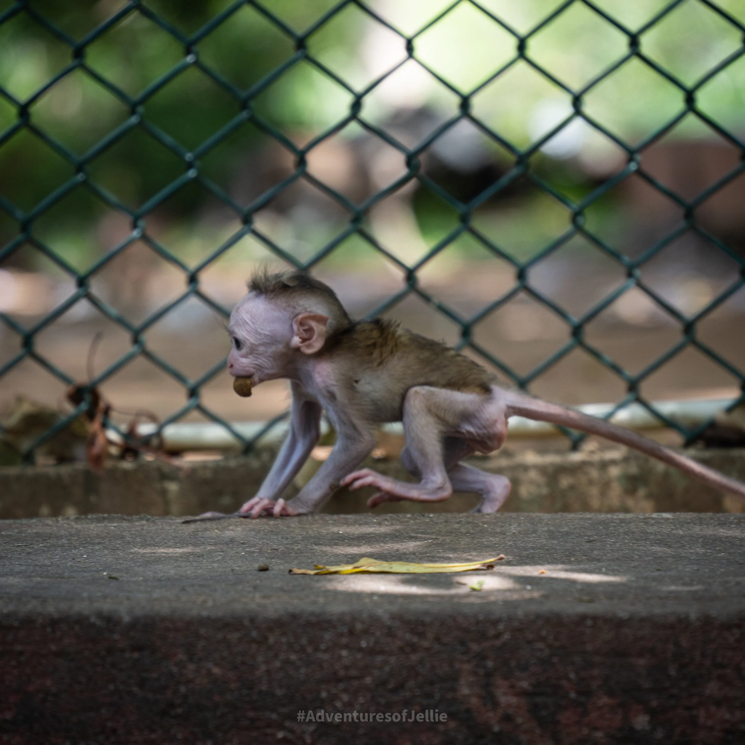 A baby monkey scampers over a wall with food in its mouth in the Dambulla Royal Cave Temple