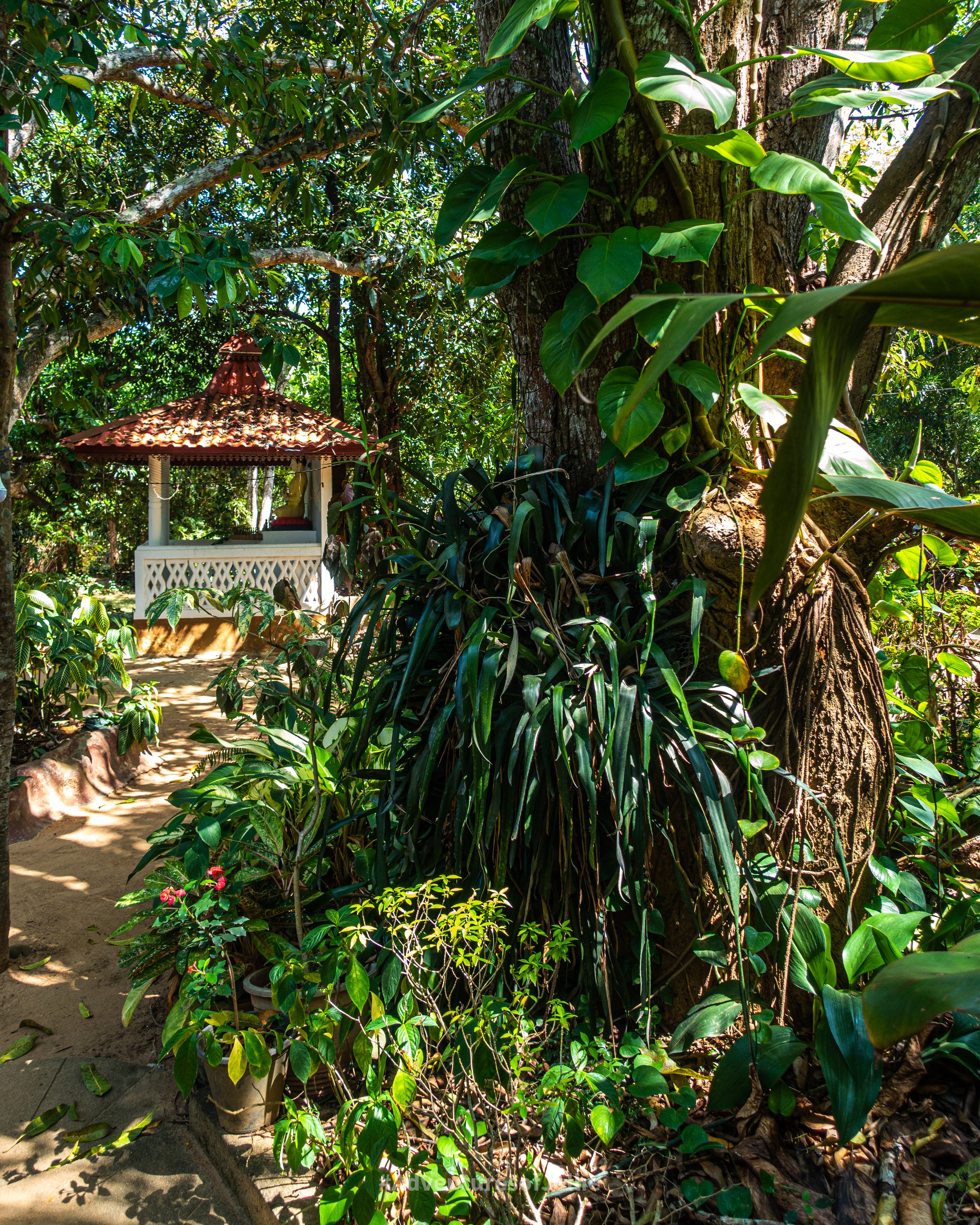 A tree lined path winds past a small Buddhist shrine in Dudley's Nature Resort in Habarana, Sri Lanka.