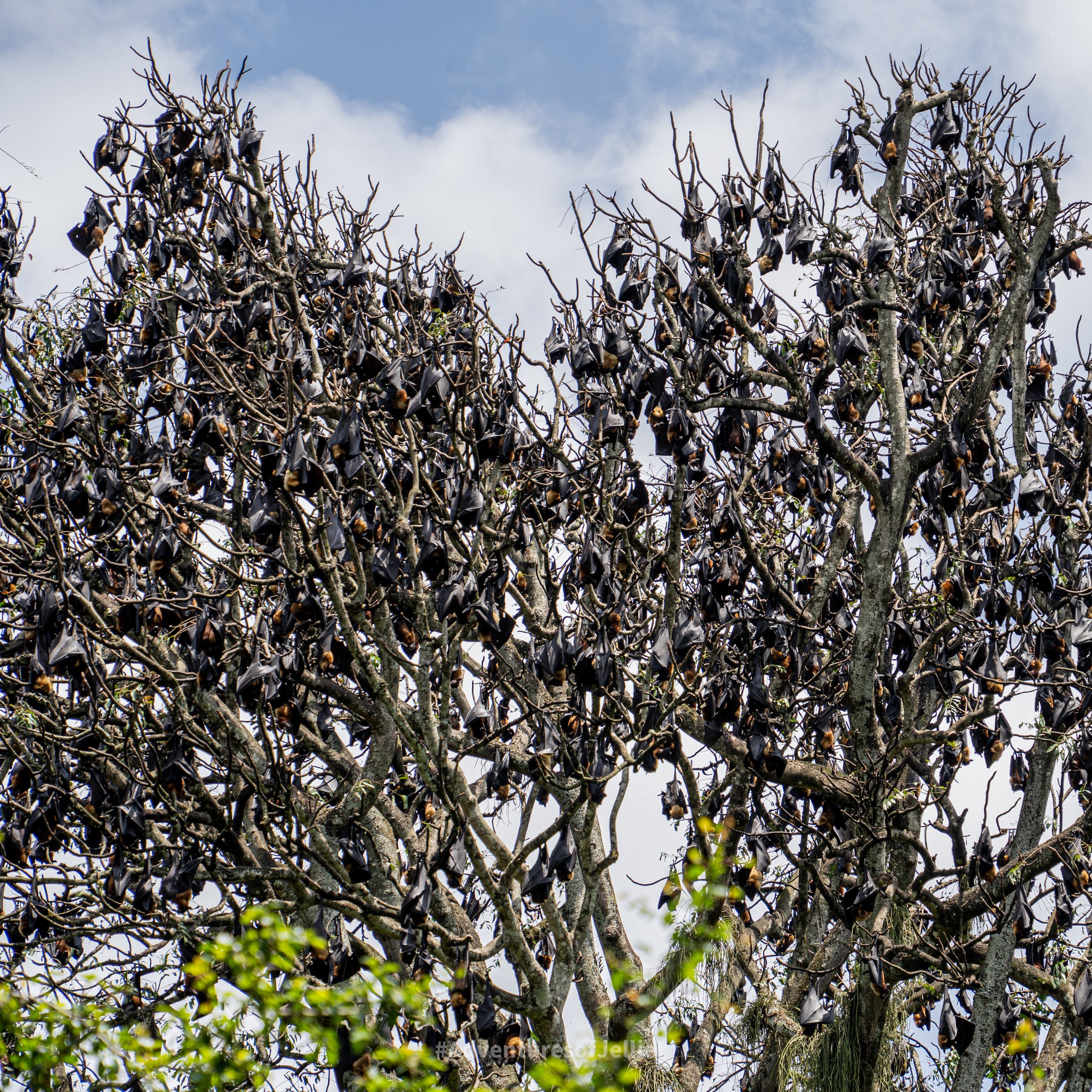 Hundreds of bats hang from a tree in Kandy's Botanical Gardens. Sri Lanka 2022
