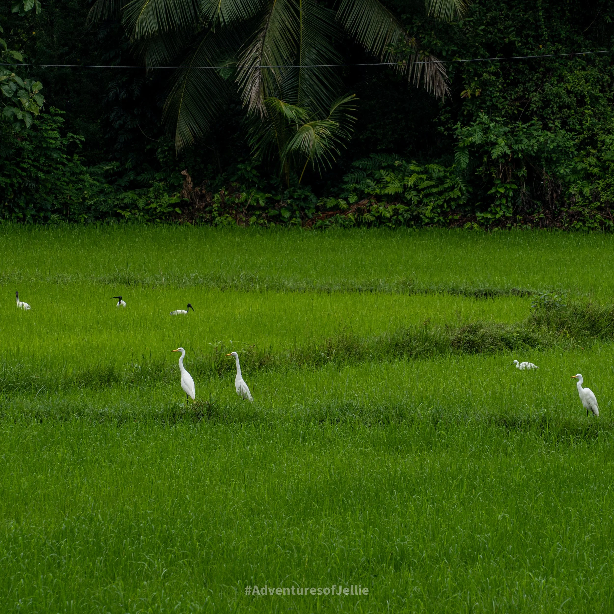 A bright green paddy field is dotted with white storks in Anuradhapura Ancient City.