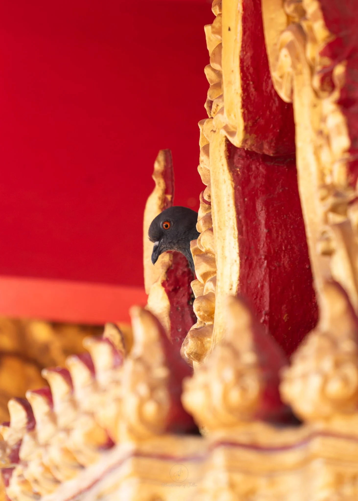 A pigeon stares at the camera as it nests amongst the red and gold wooden struts of Phra Mahathat Kaen Nakhon (also known as Wat Nong Wang).