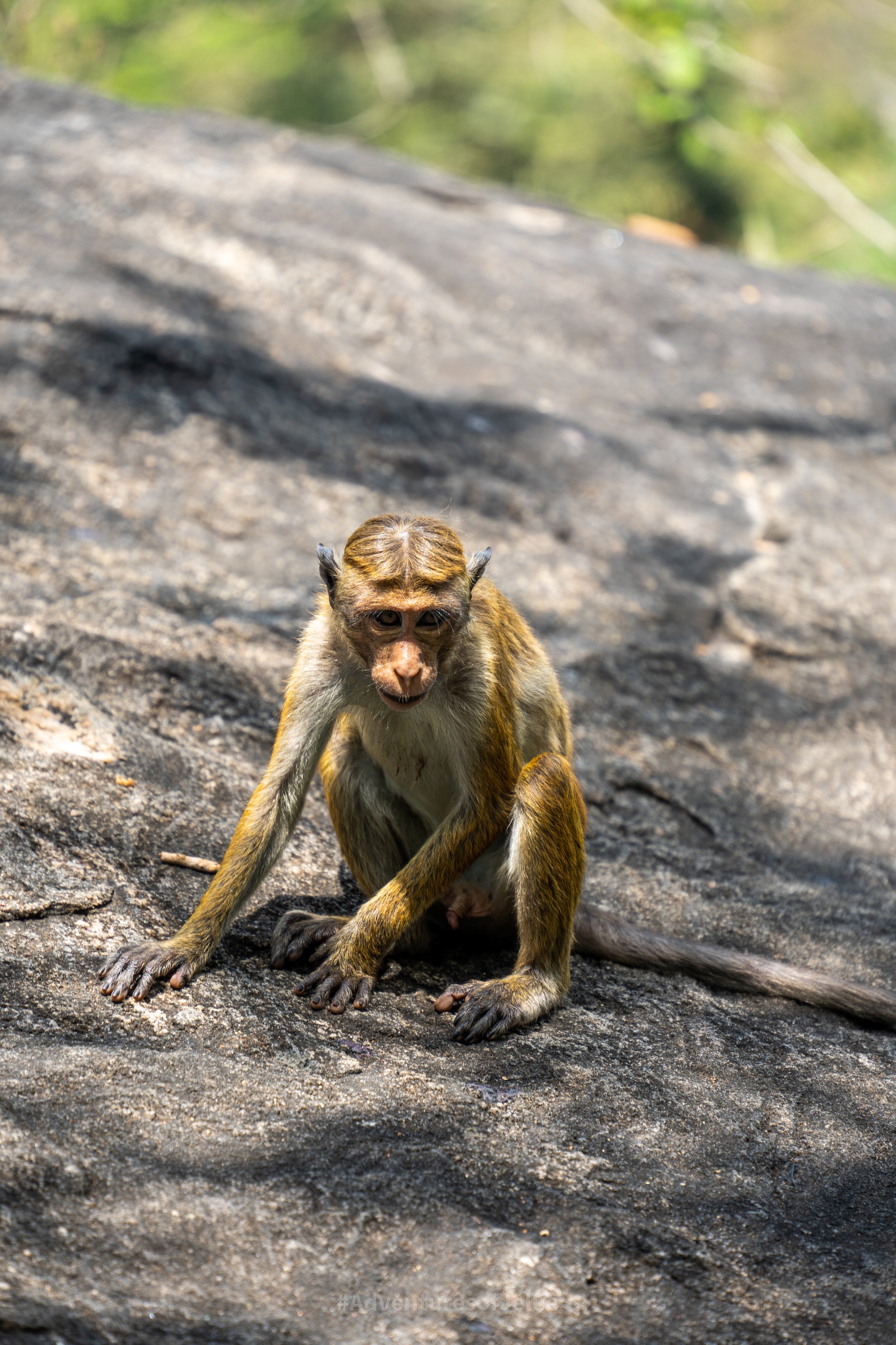 A macaque monkey sits on a rock at the Dambulla Royal Cave Temple