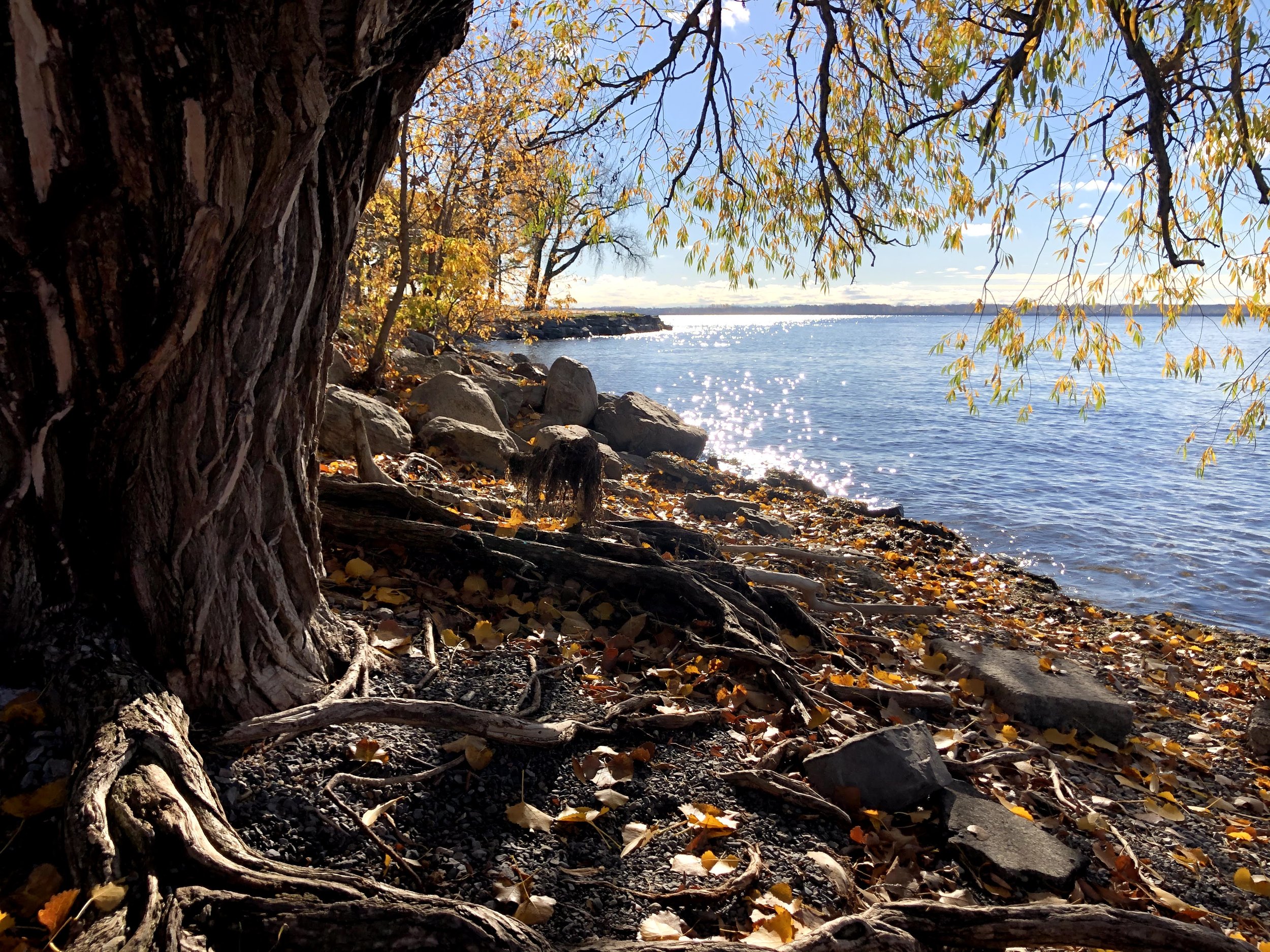 Roots and river.jpg