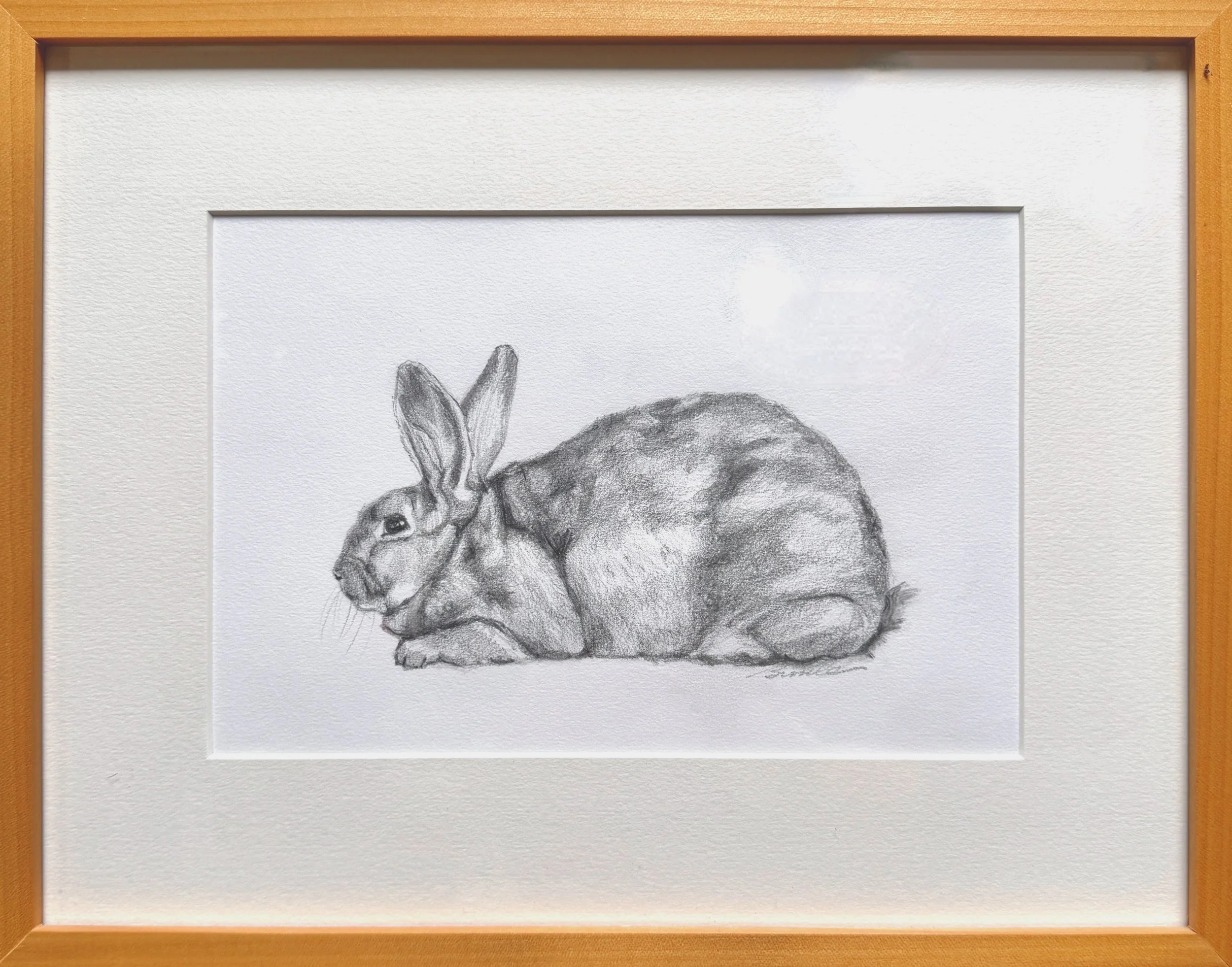 Rabbit laying down comfortably like a loaf of meat