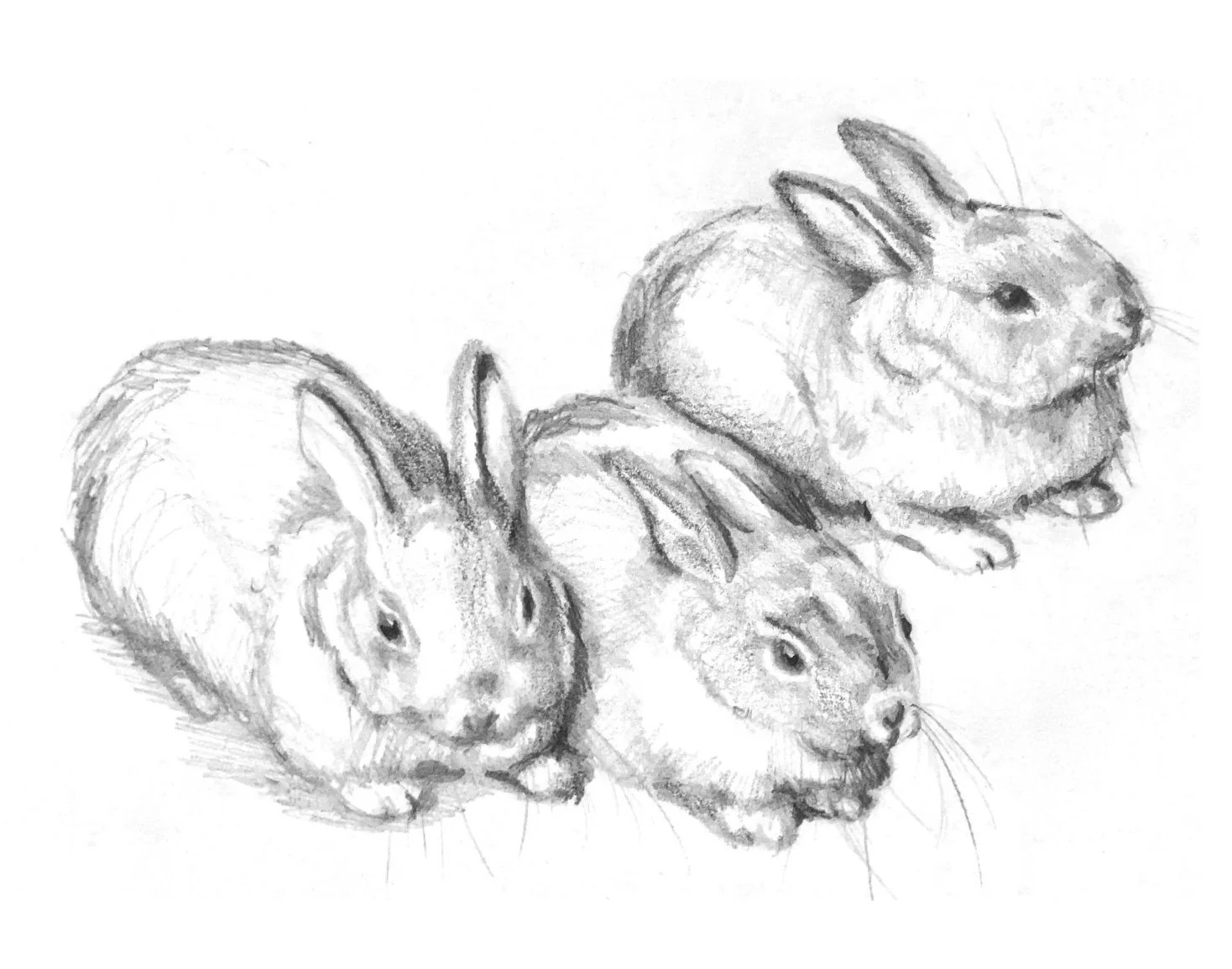 Graphite Drawing called Three Baby Buns by Bronle Crosby