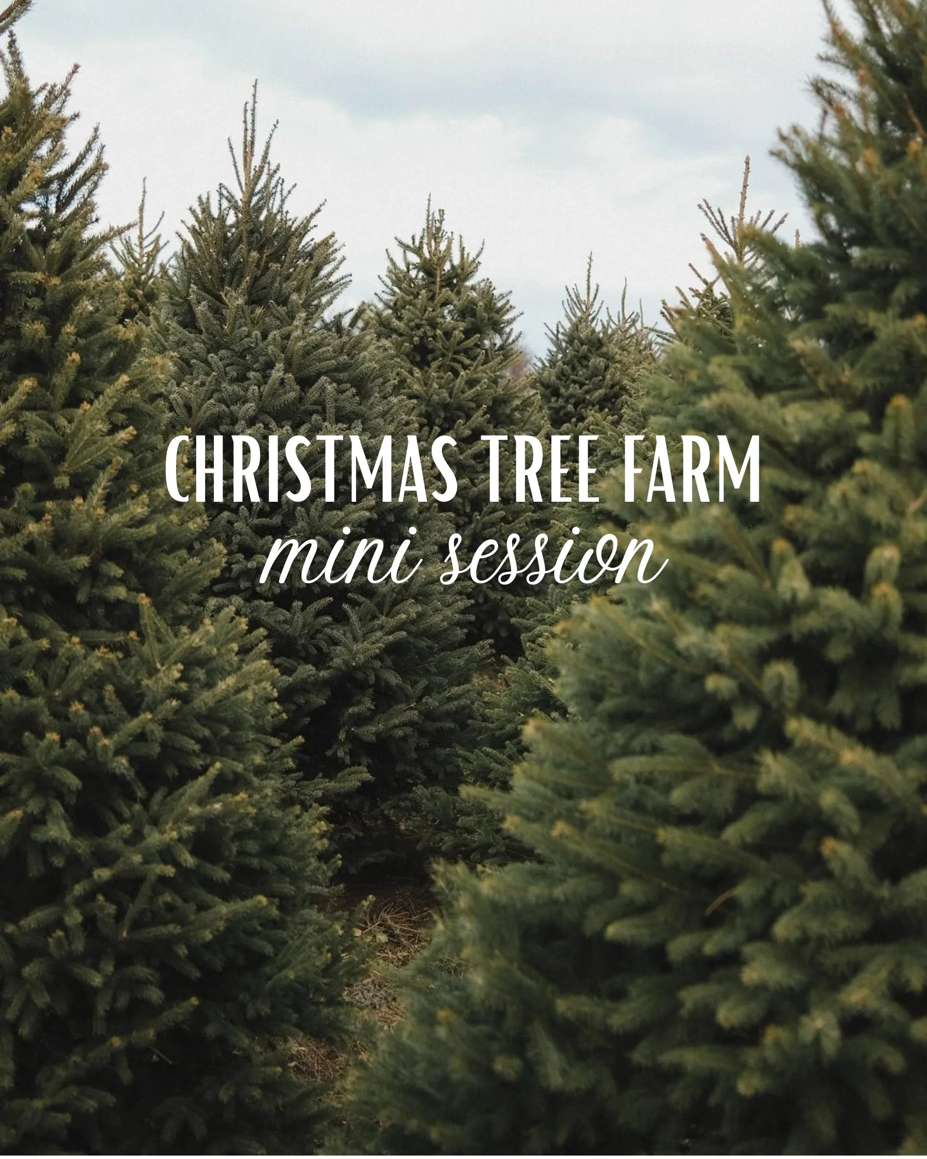 Christmas Tree Farm Minis