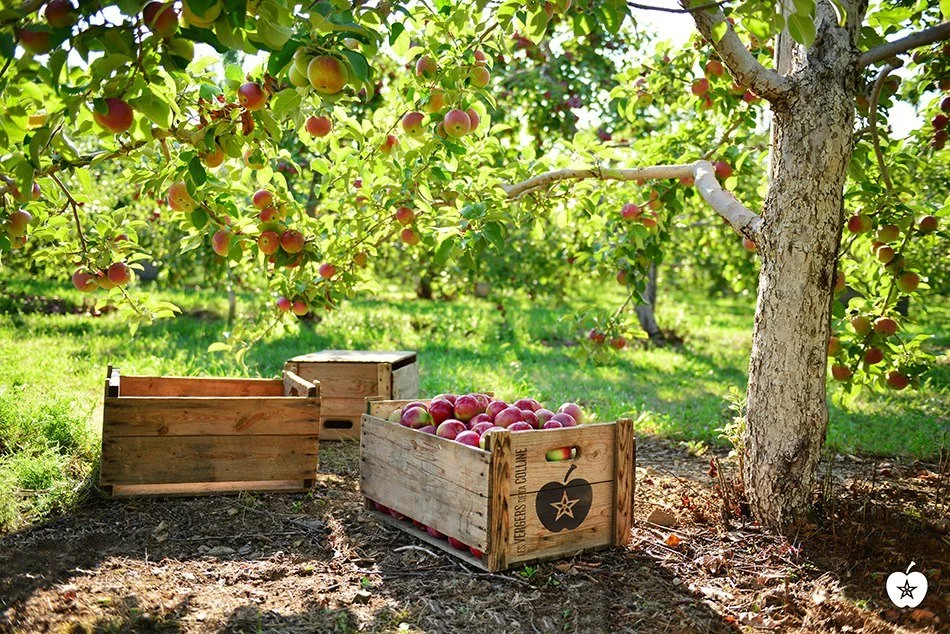 RiveSud — RE/MAX IMAGINE