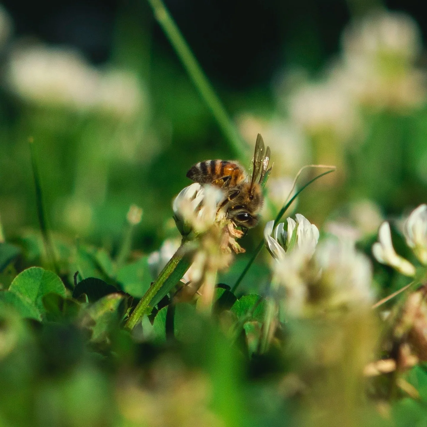 Bee-you-tiful🐝
☀️
☀️
☀️
#photography #photographer #naturephotography #naturephotographer #naturegeography #natgeo #naturelovers