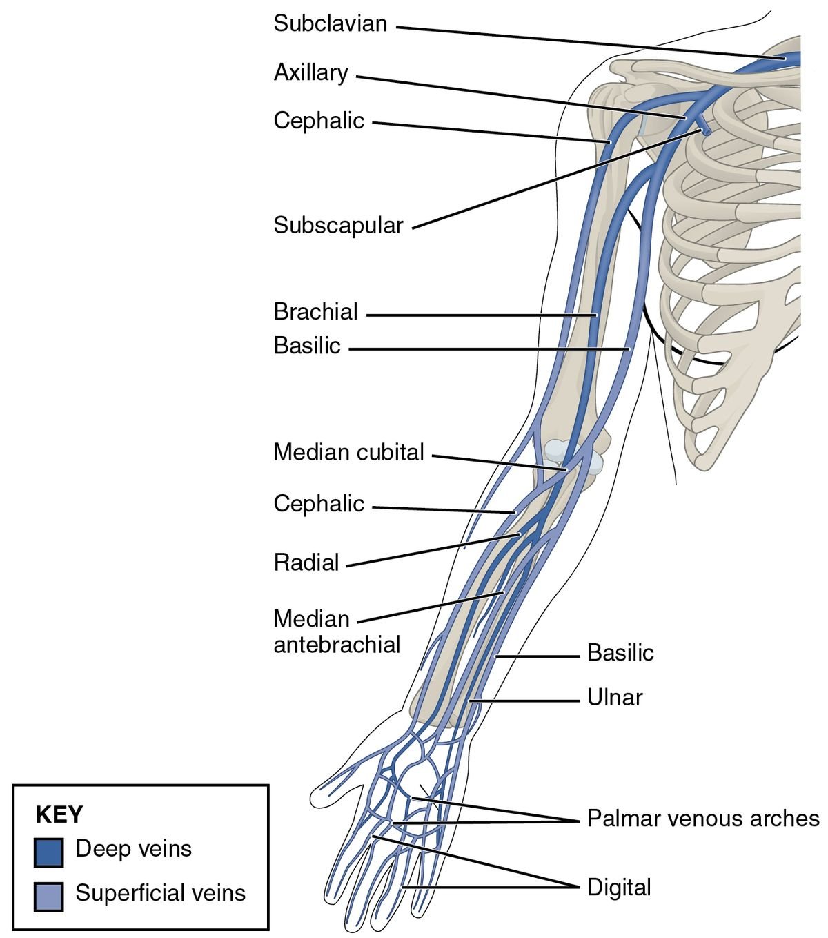 2134_Thoracic_Upper_Limb_Veins.jpeg