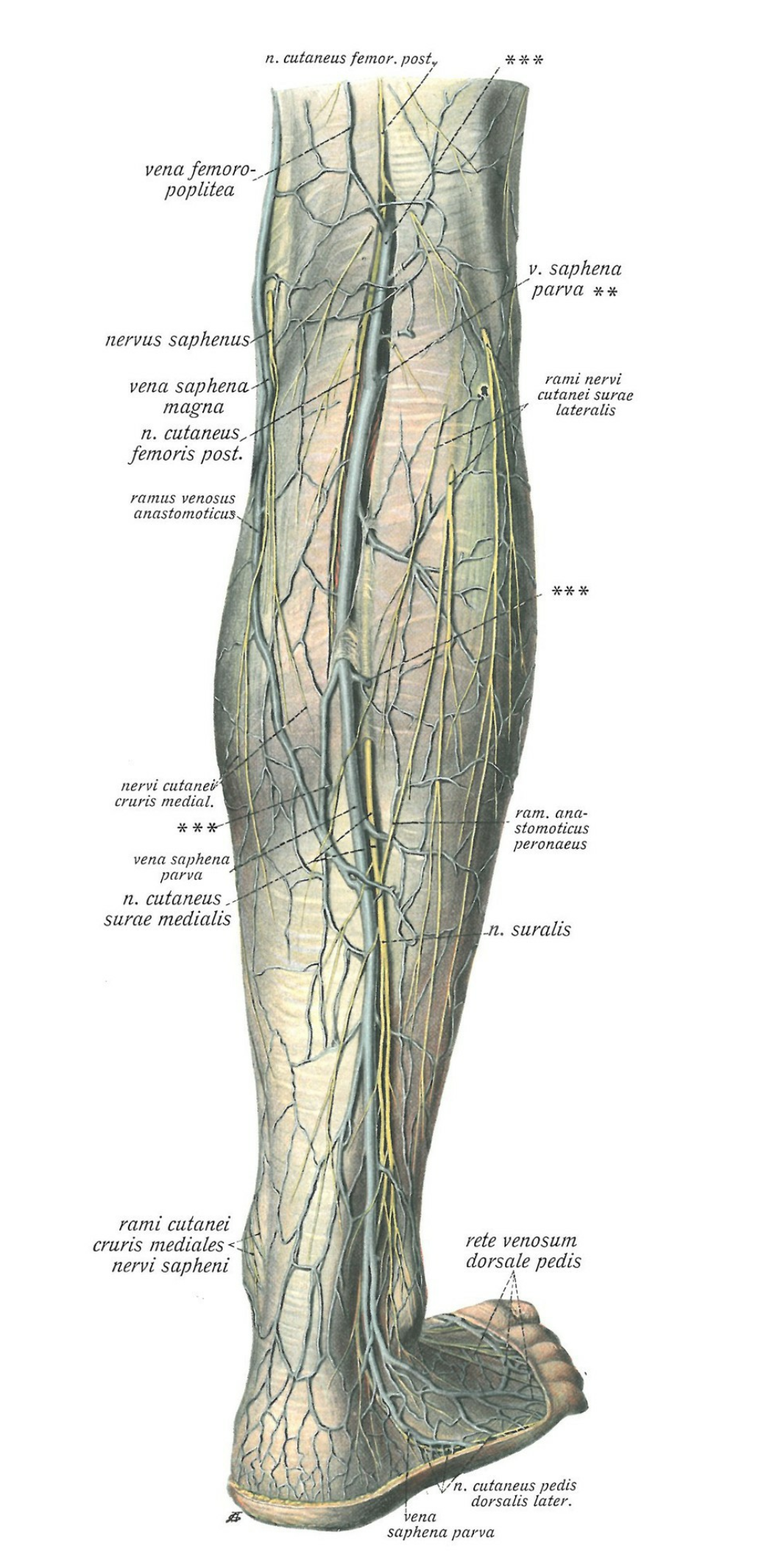  Meanwhile, the lesser saphenous vein, which then joins the popliteal vein, gathers blood from the superficial, posterolateral region of the leg. 