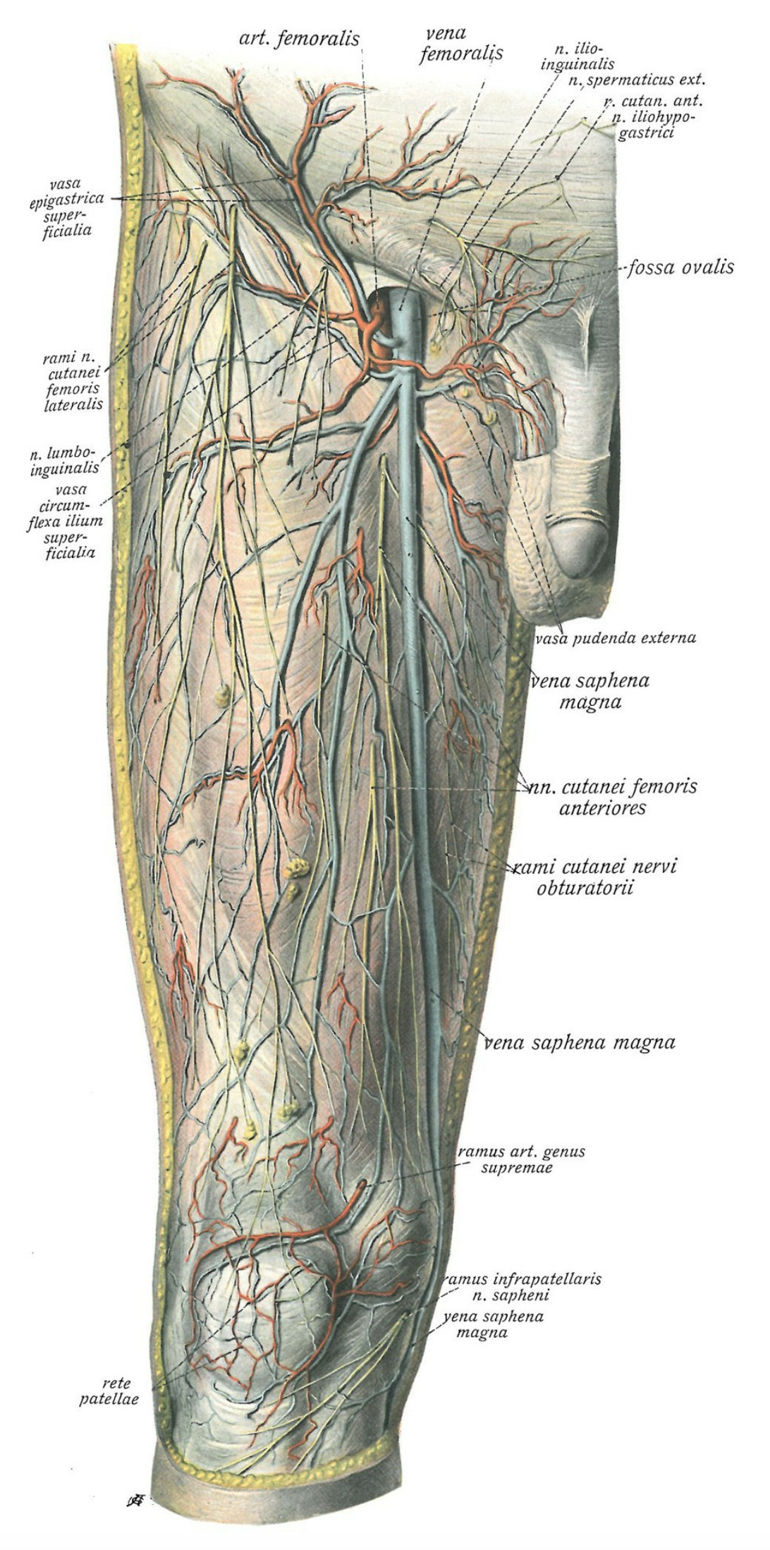  The superficial medial region of each leg drains into the Saphena Magna, which ascends along the leg and into the thigh to join the proximal femoral vein (saphenofemoral junction) below its entrance to the inguinal canal. 