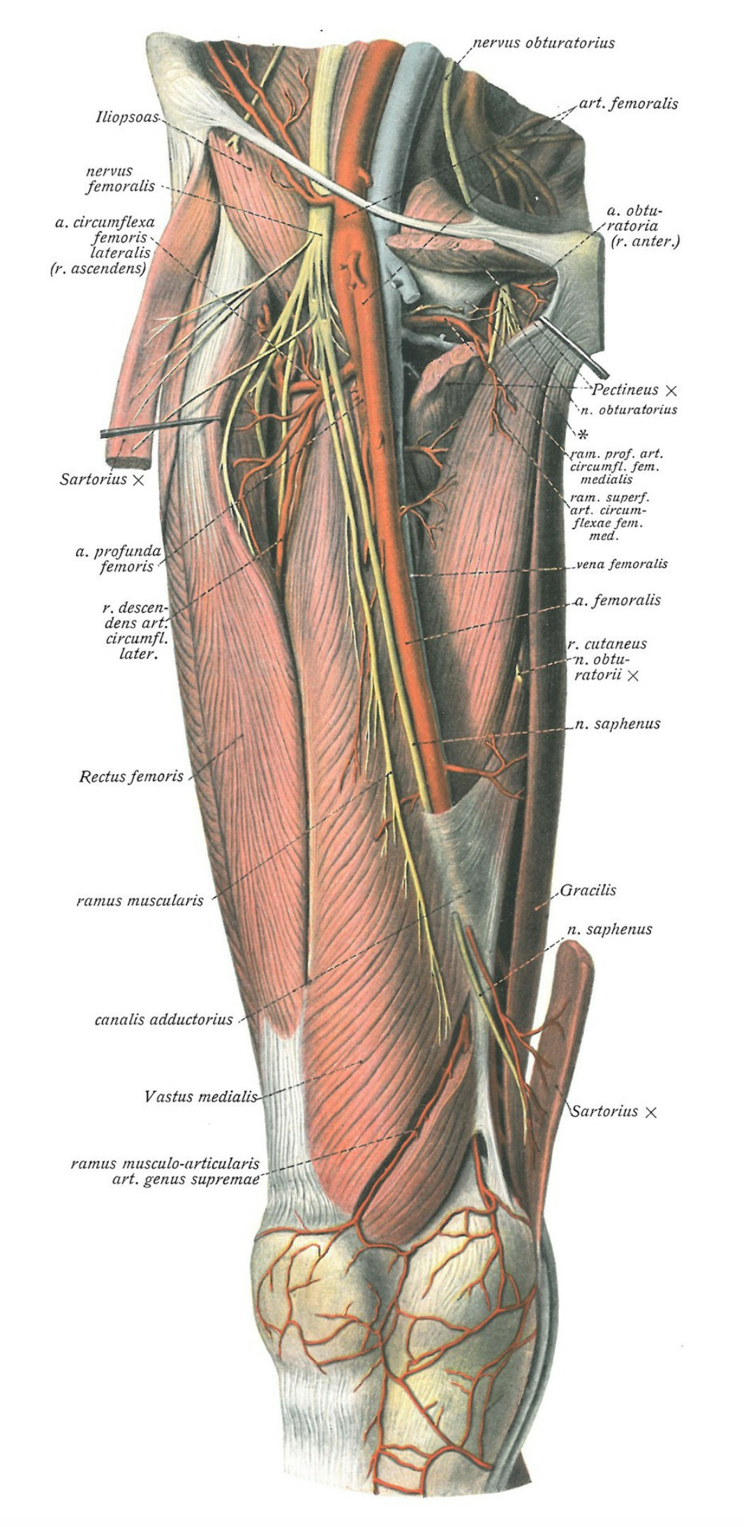  The femoral vein lies anteromedially in the thigh: initially deep to the femoral artery and medial to it as it ascends. The confluence of the profunda femoris (approximately 4 cm below the inguinal ligament) forms the common femoral vein which trans