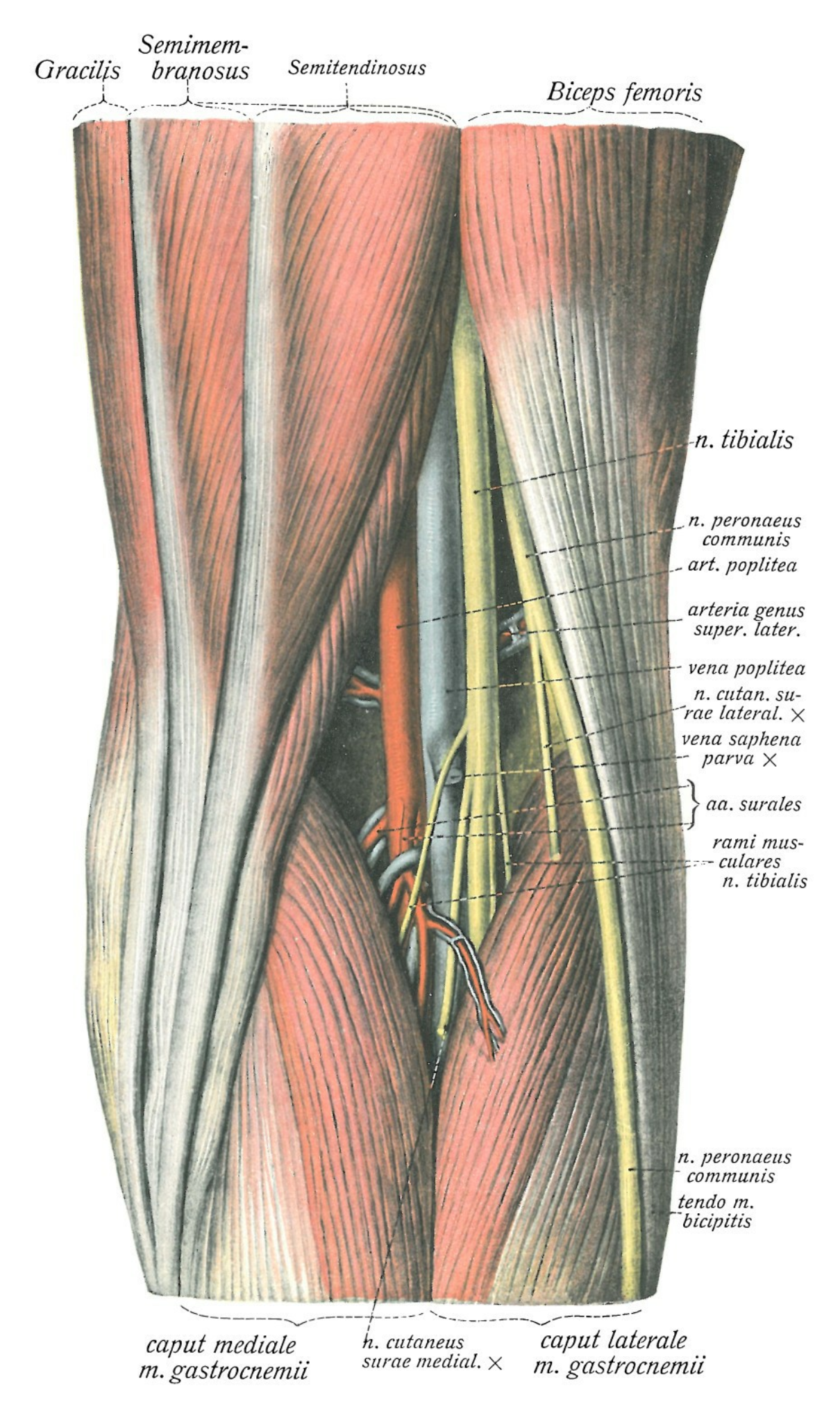  The popliteal vein begins behind the knee as the confluence of the deep calf veins. In the popliteal fossa, it lies superficial to the popliteal artery and ascends through the adductor canal into the thigh, becoming the femoral vein.  