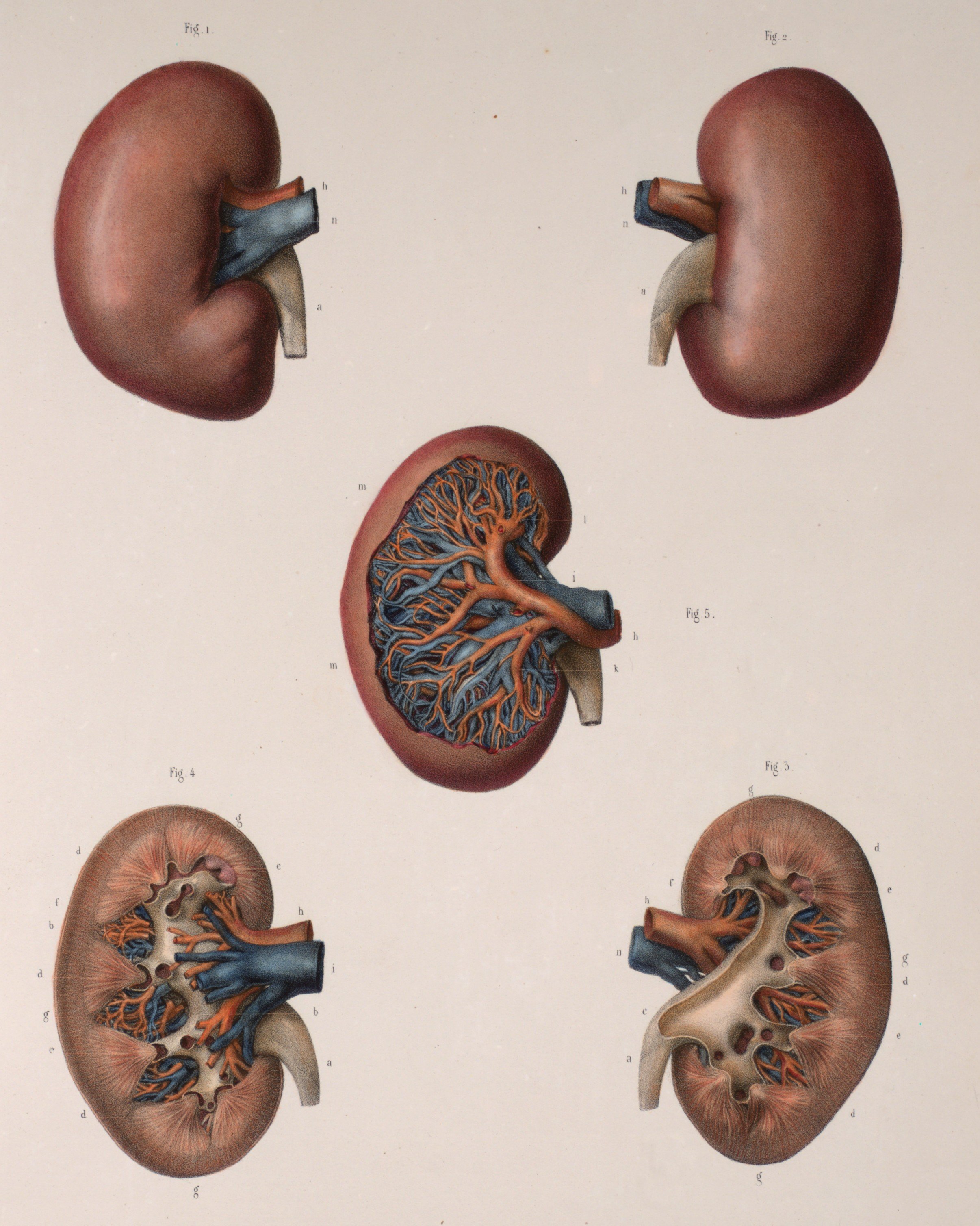Kidneys.jpg
