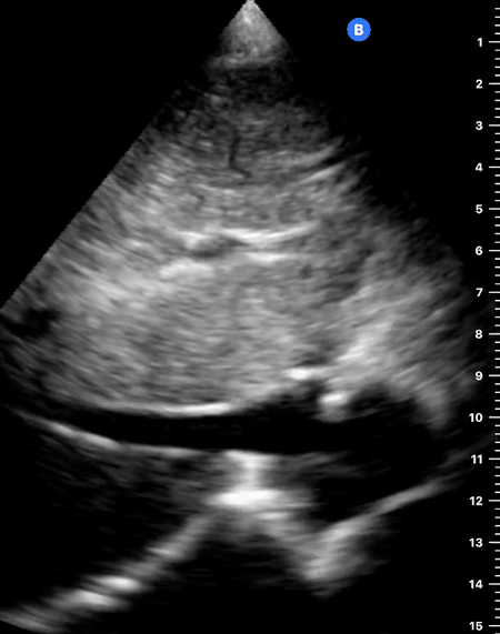 small ivc.gif