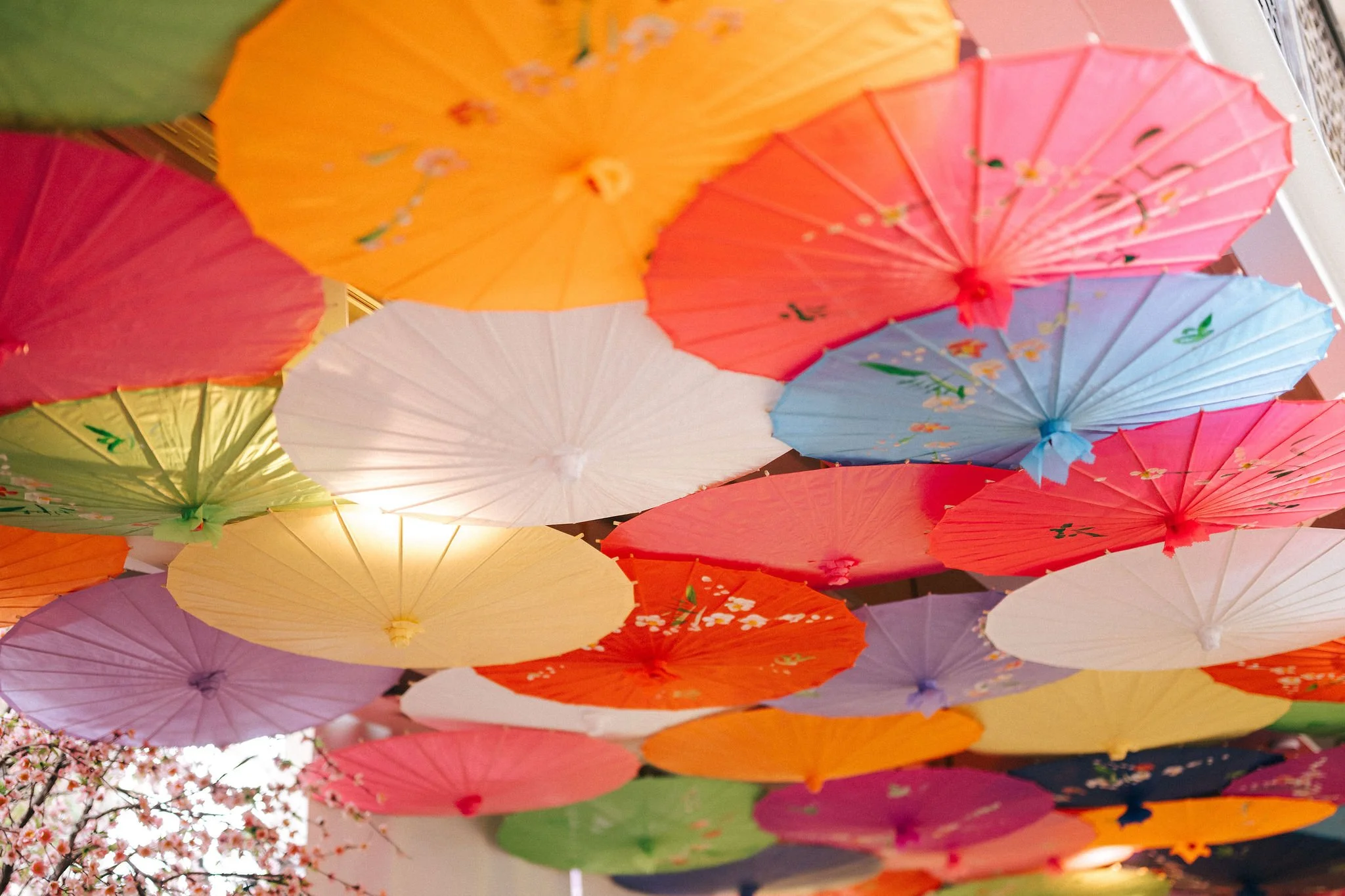 Colorful paper umbrellas hung upside down on a ceiling with pink blossoms visible in the background.