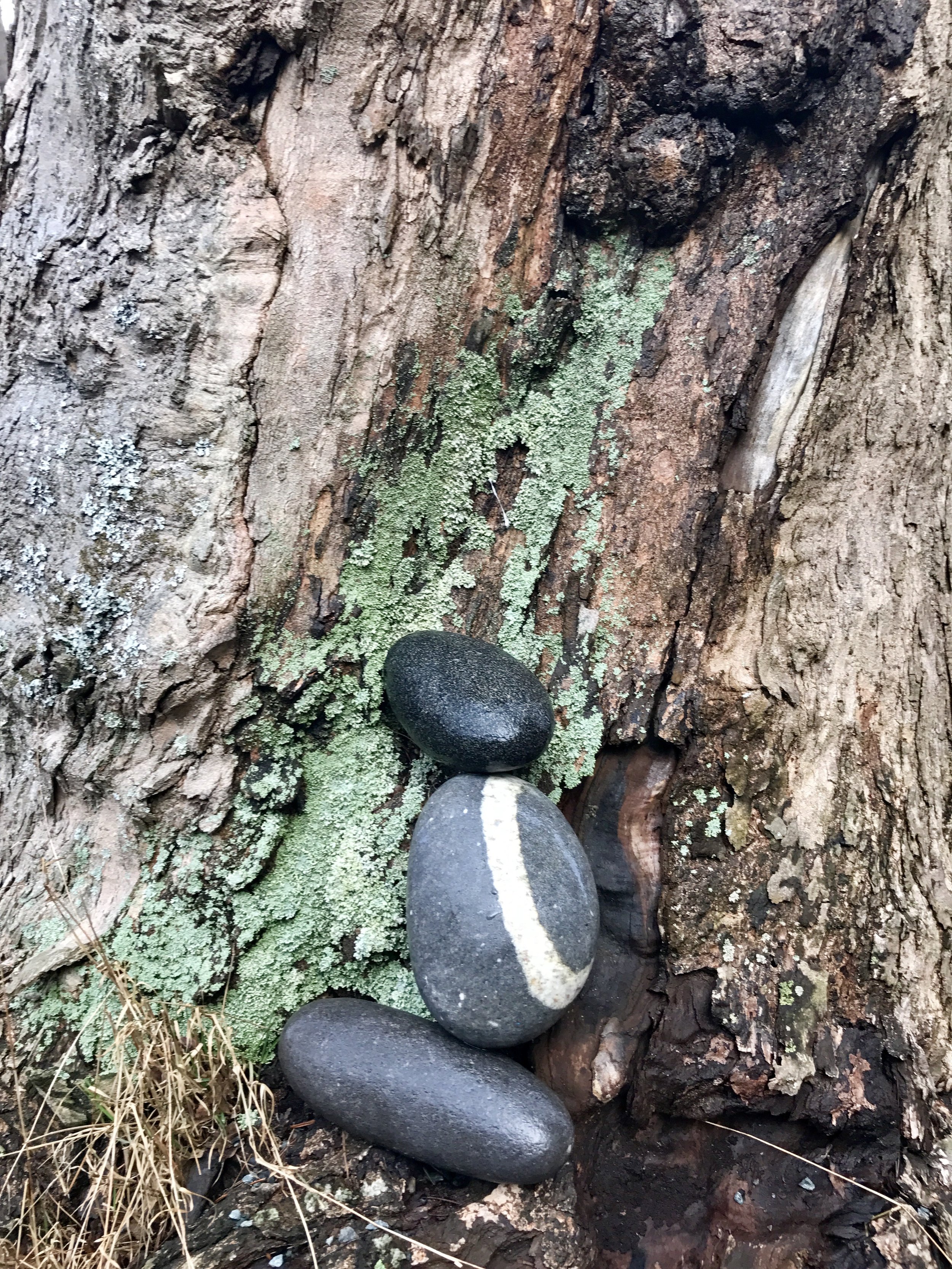 Wet stones with old tree.JPG