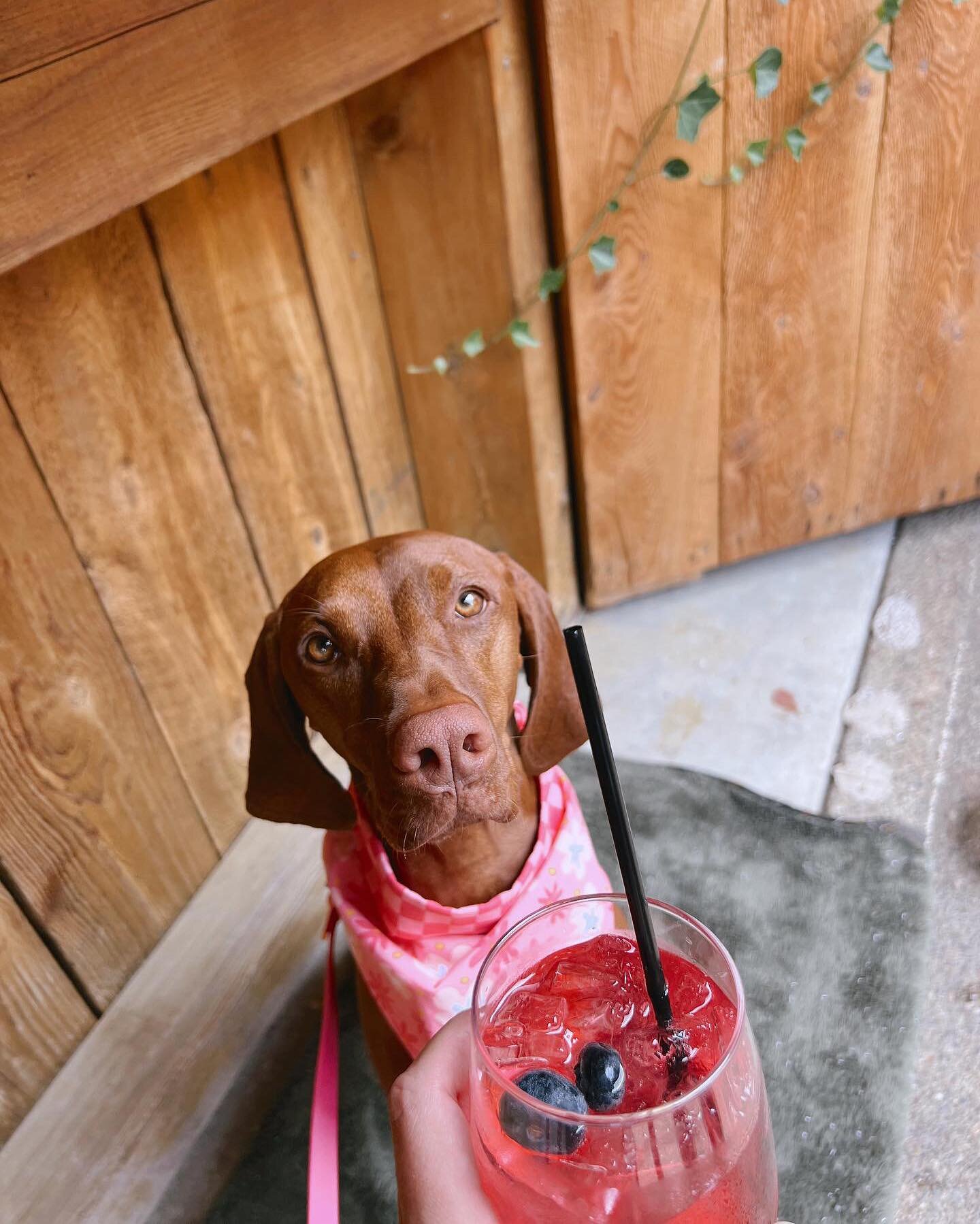 Weekends in the courtyard are better spent with puppies🐶🐾🫶

Come visit us and try our Blue🫐Peachy🍑Spritz on special at the courtyard bar! 

Open tonight 3pm-12am!