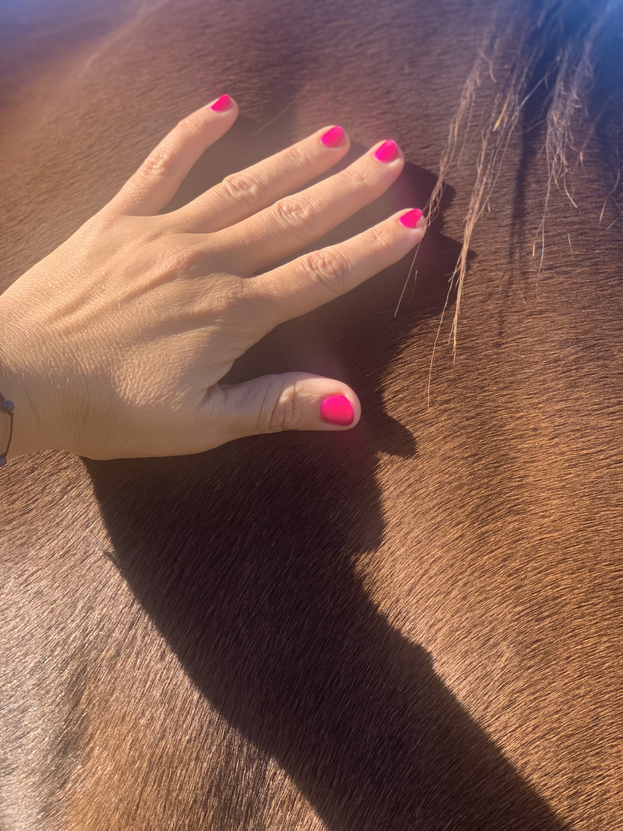 EQUINE ONLINE HEALING SESSION