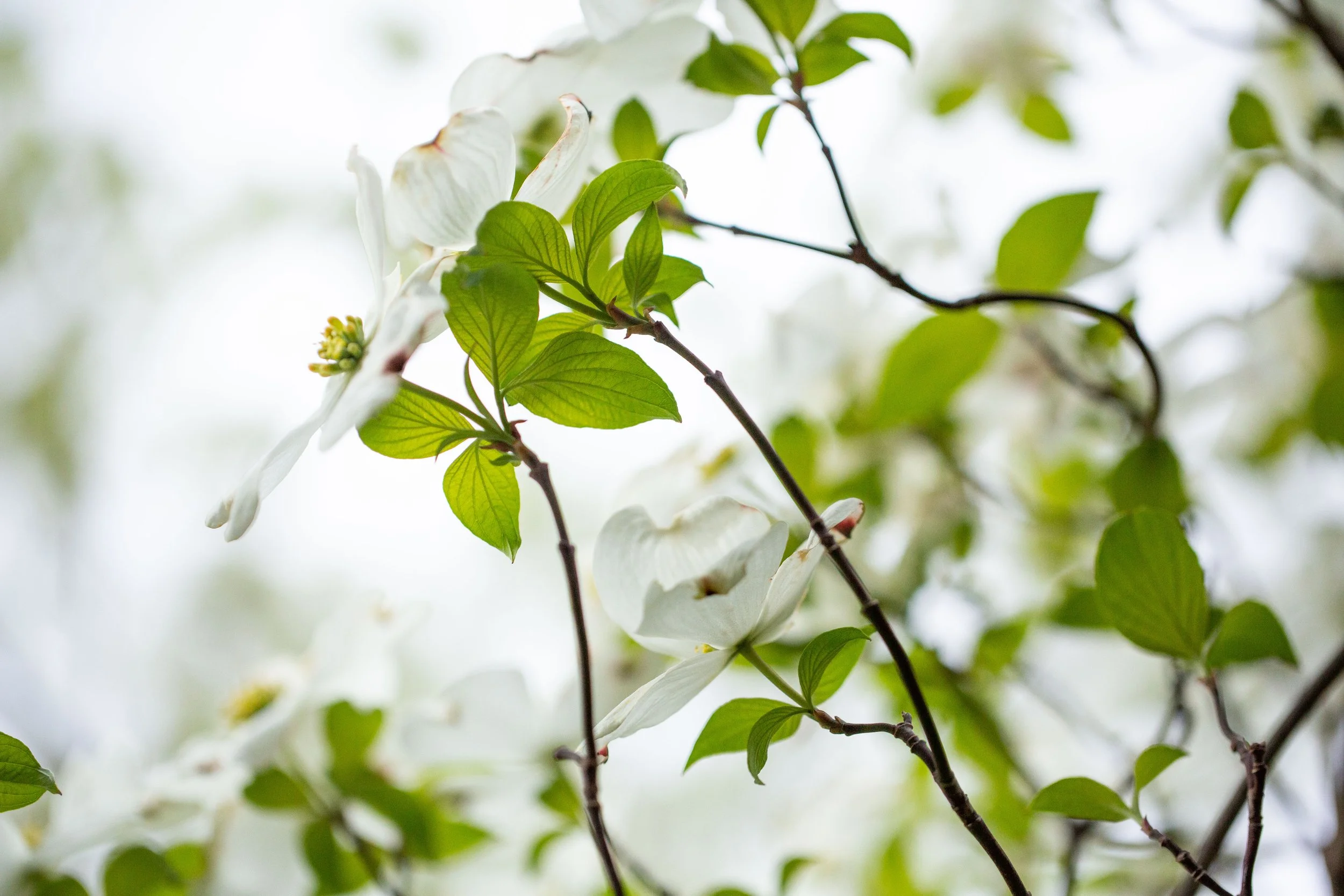 Dogwood full bloom-0122.jpg