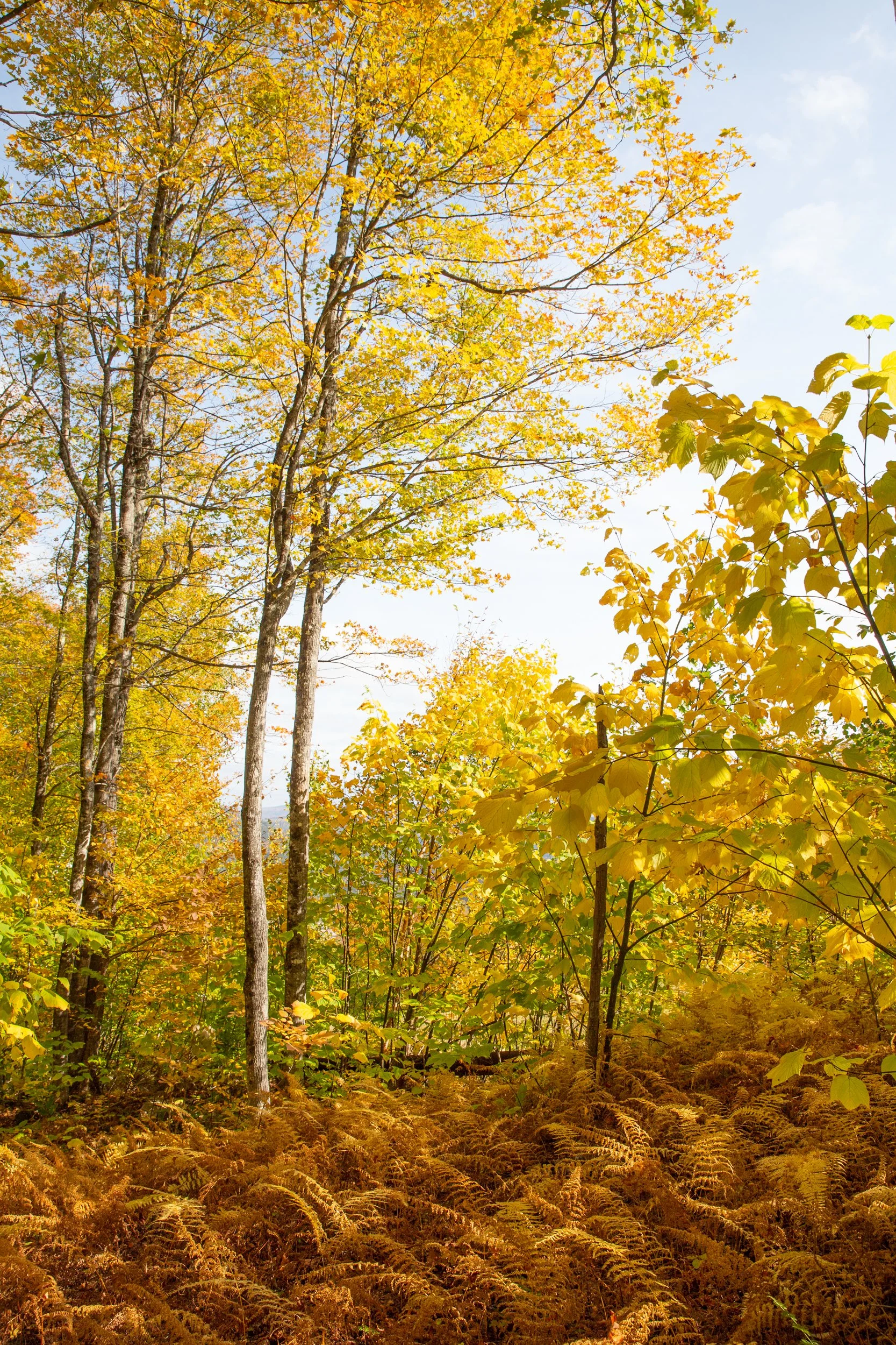 Sunday R Maine_yellow_sm-0383.jpg