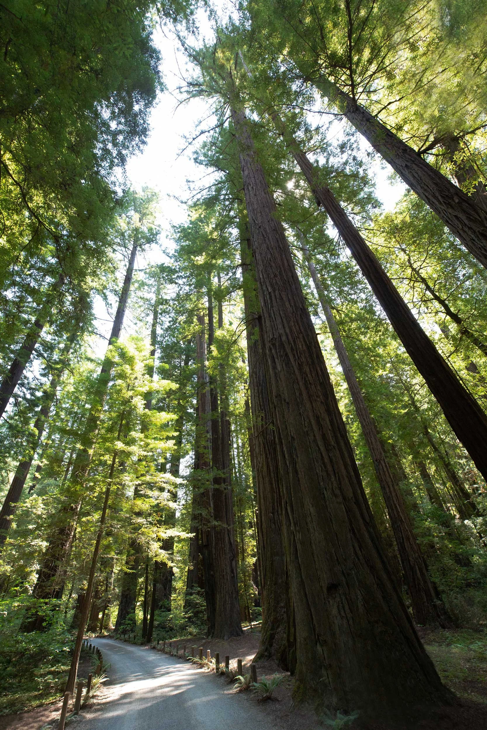 R_Redwoods-CA_sm_2500px-9894.jpg