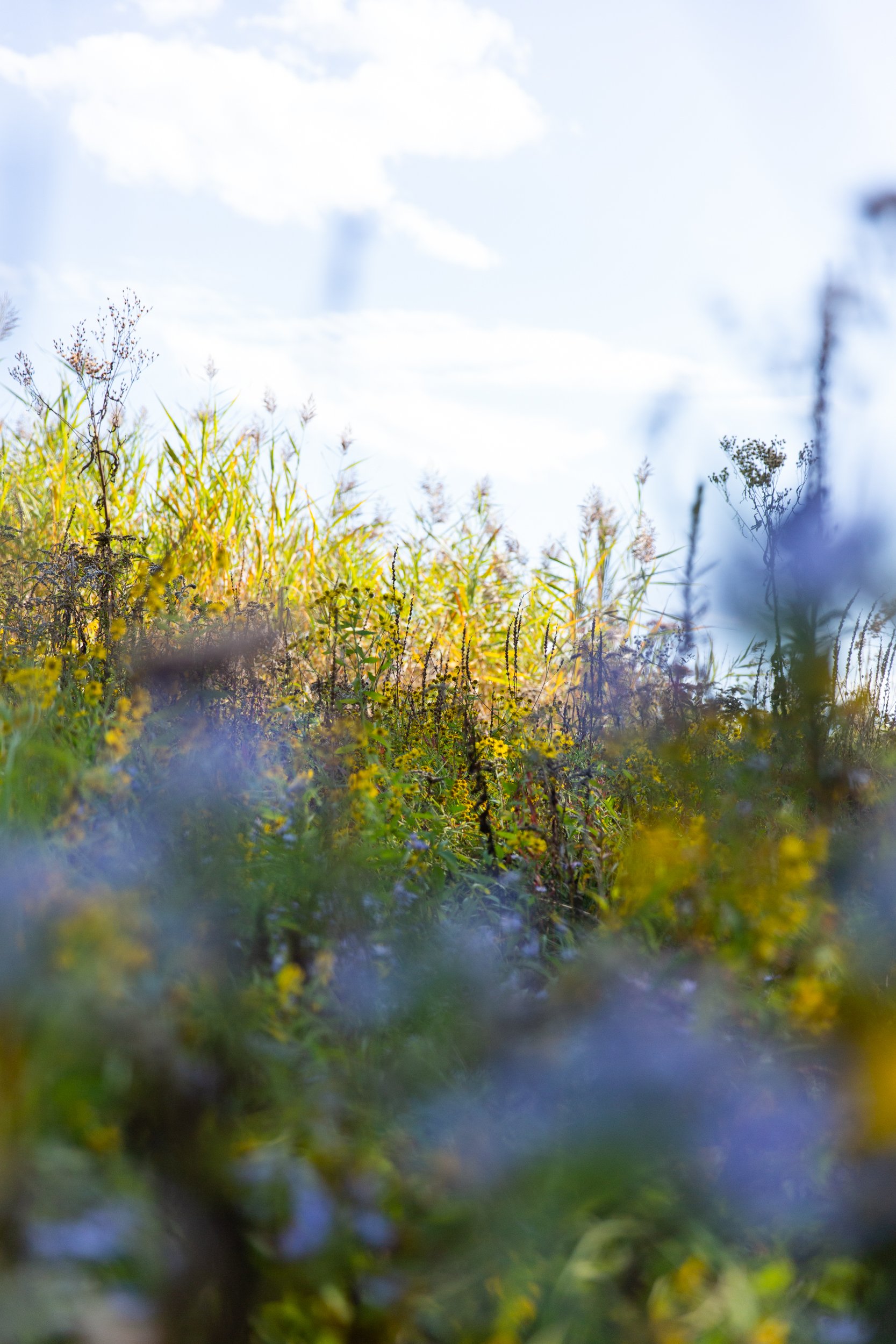 Fruitlands Harvard_sm-7928.jpg