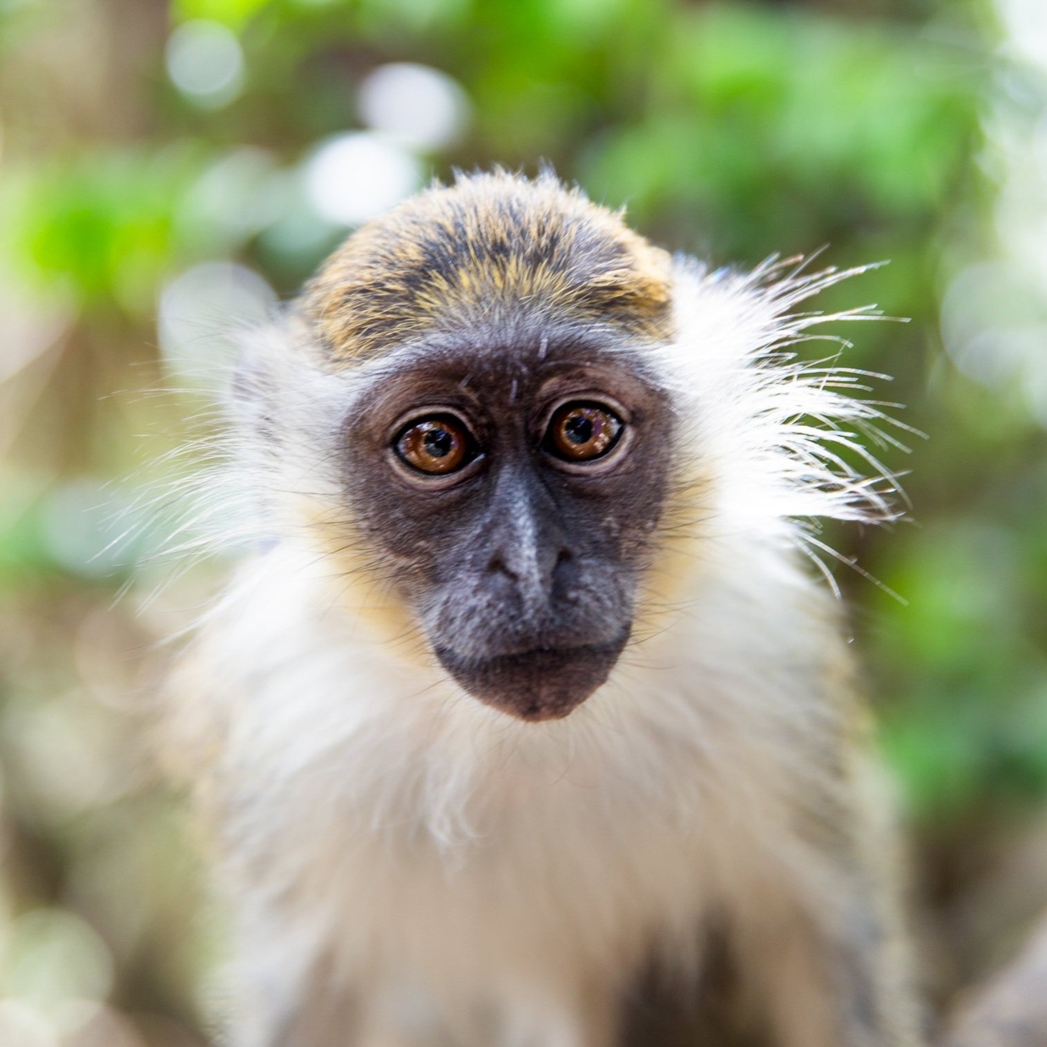 green+monkeys_Barbados_nature+preserve_v3_sm-8949.jpg
