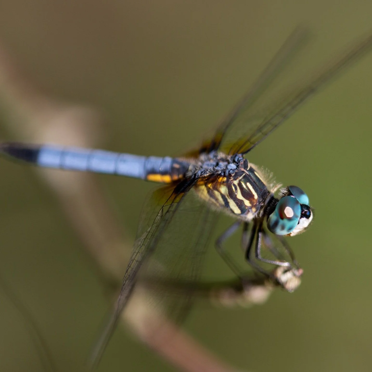 macro+dragon+fly_sm-5538.jpg