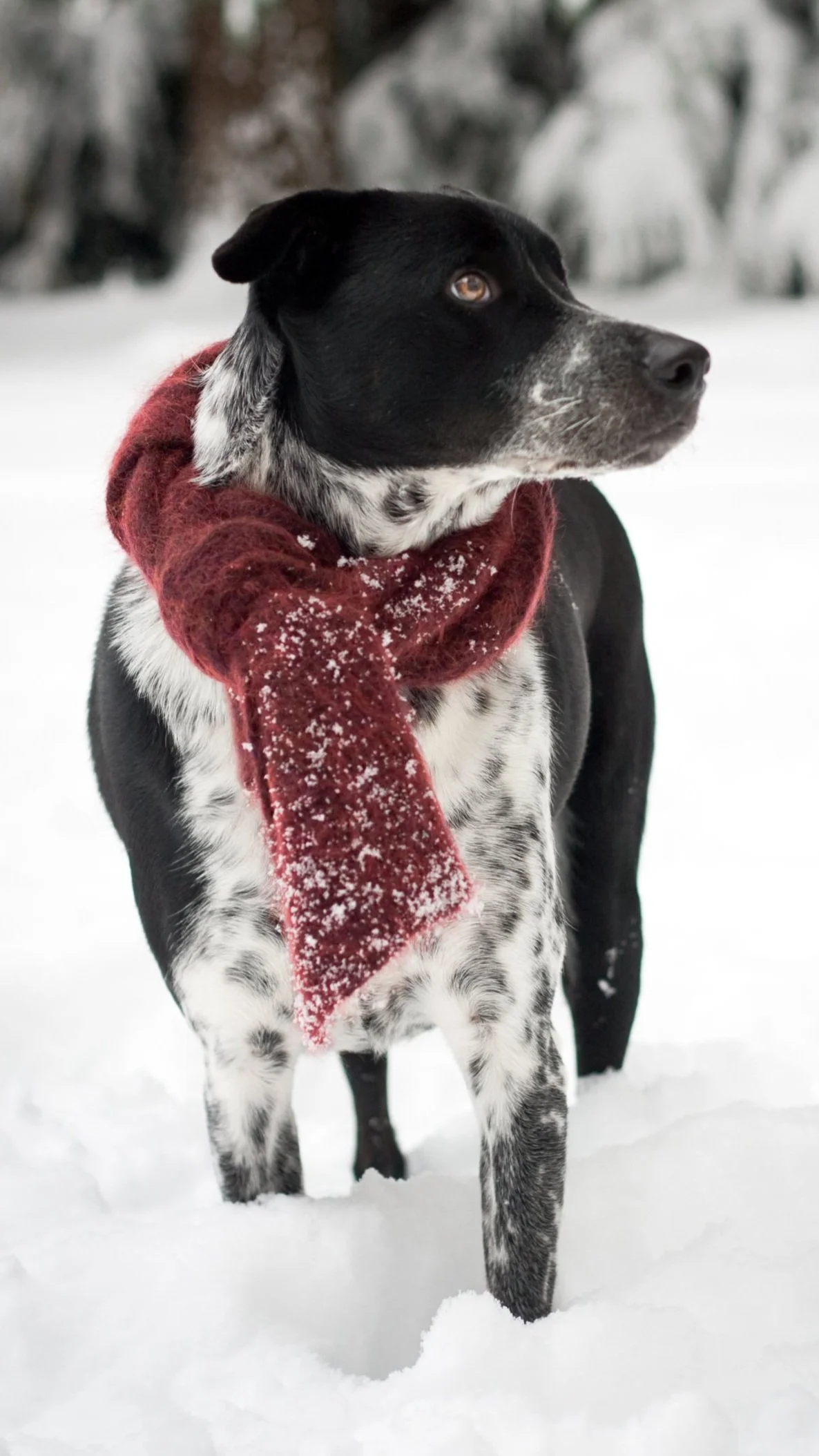 Bert_snowstorm_re2022_V2_sm-5794_R.jpg