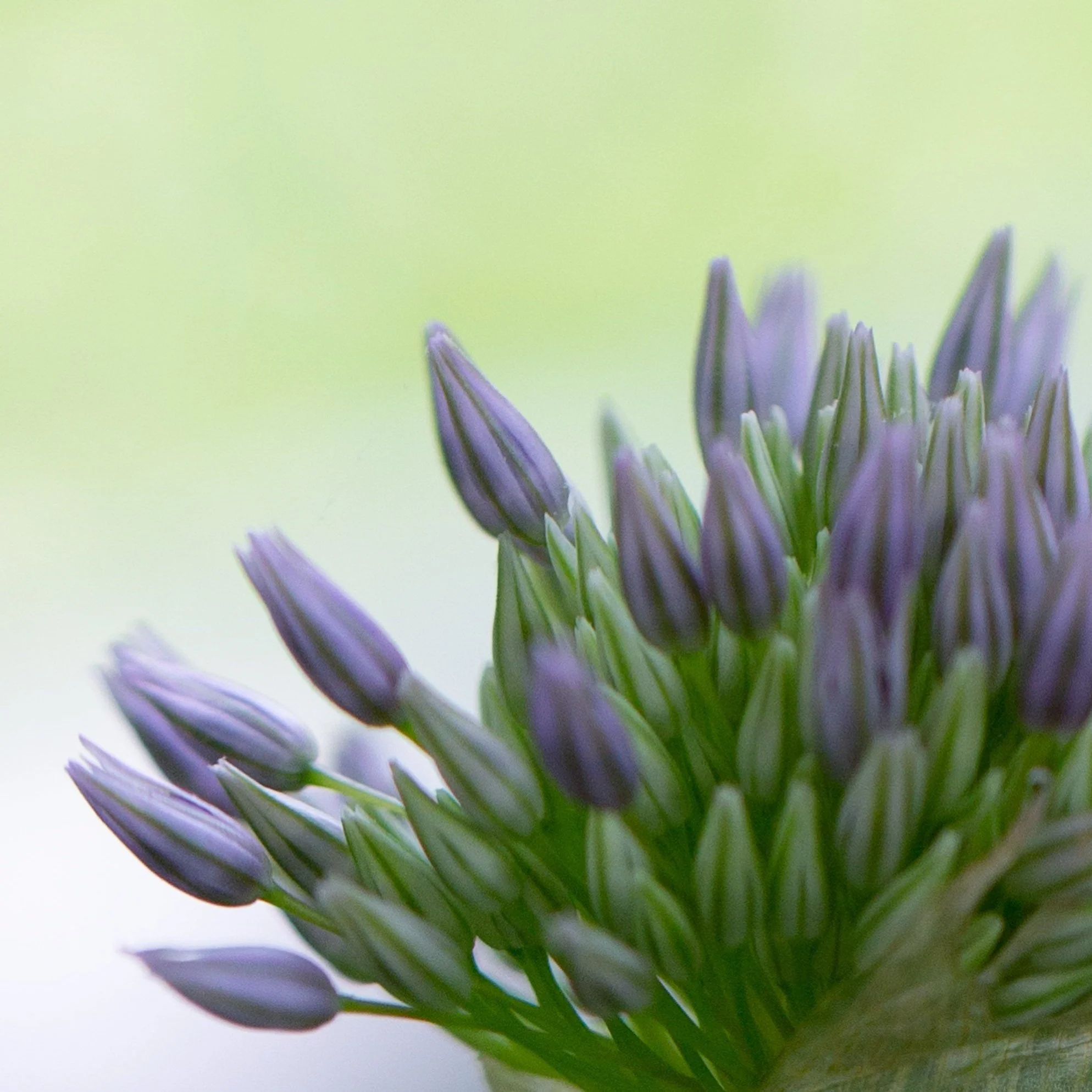 dandelion+project_CROP-0505.jpg