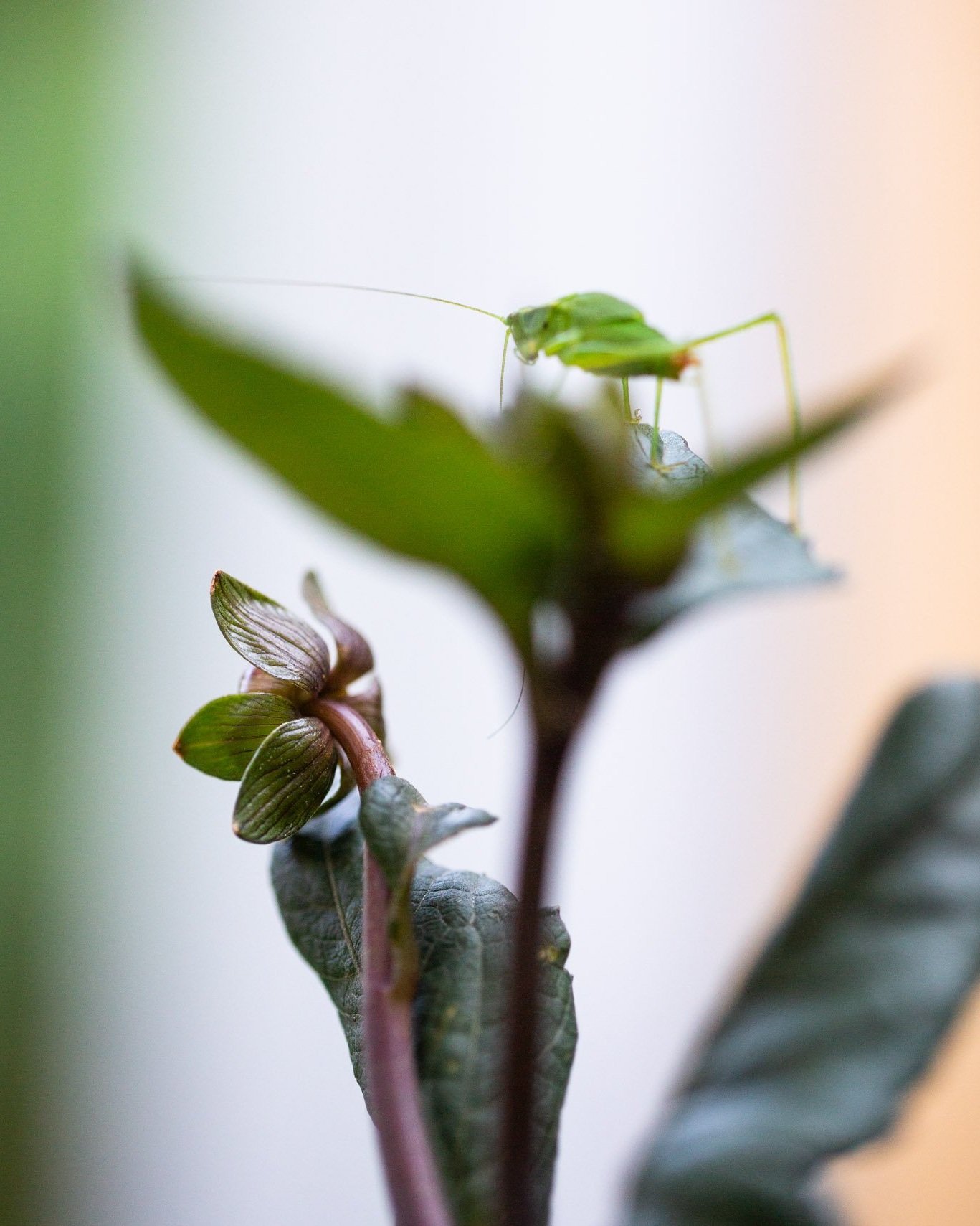grasshopper+dahlia_sm-1483.jpg