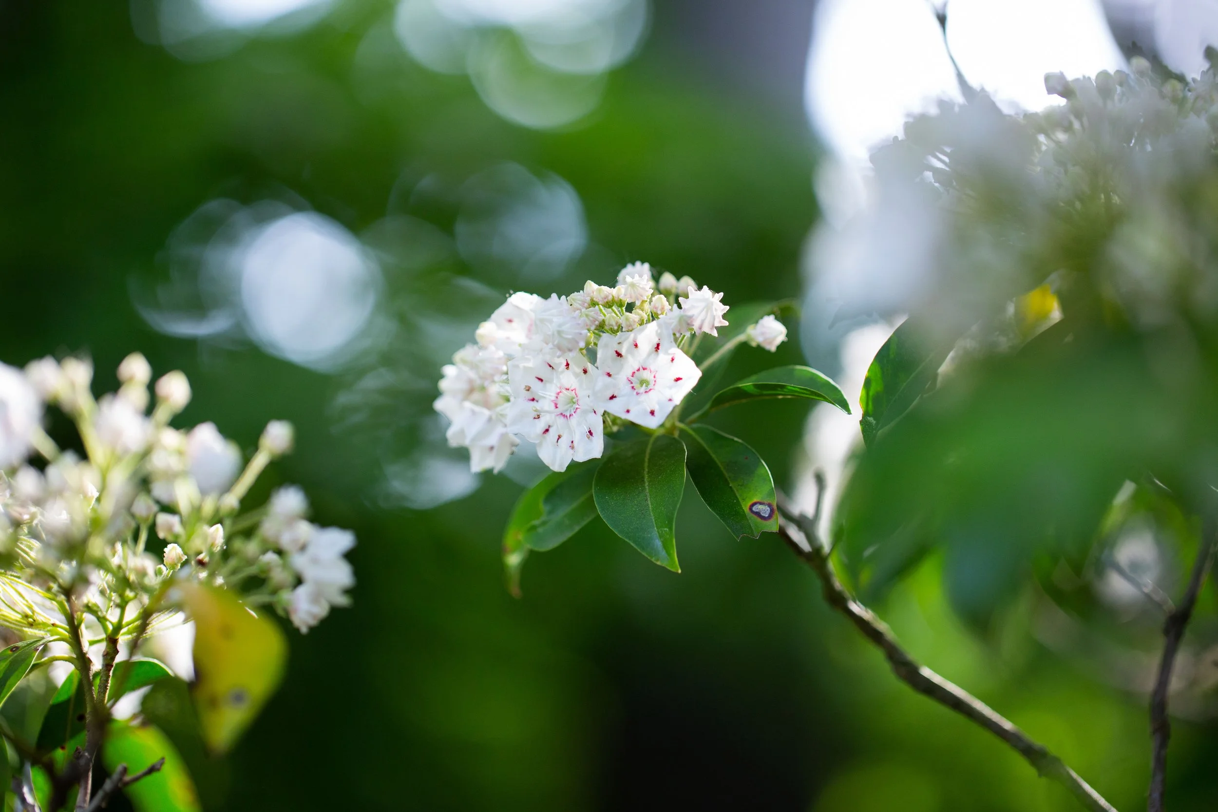 Mountain Laurel-1039.jpg