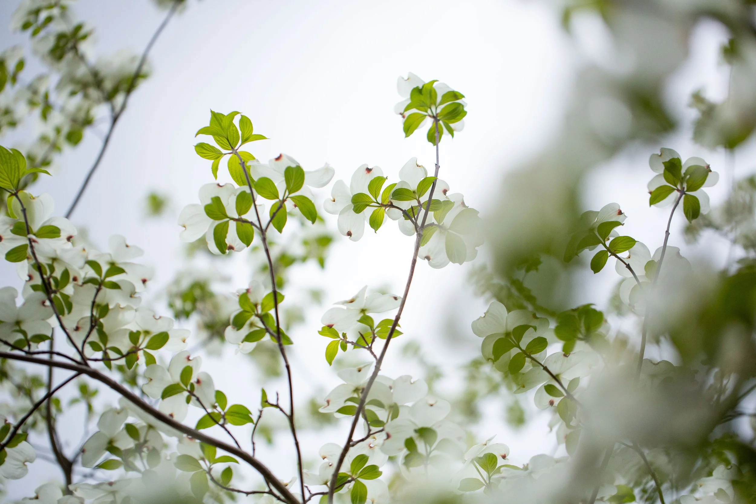 Dogwood full bloom-0123.jpg