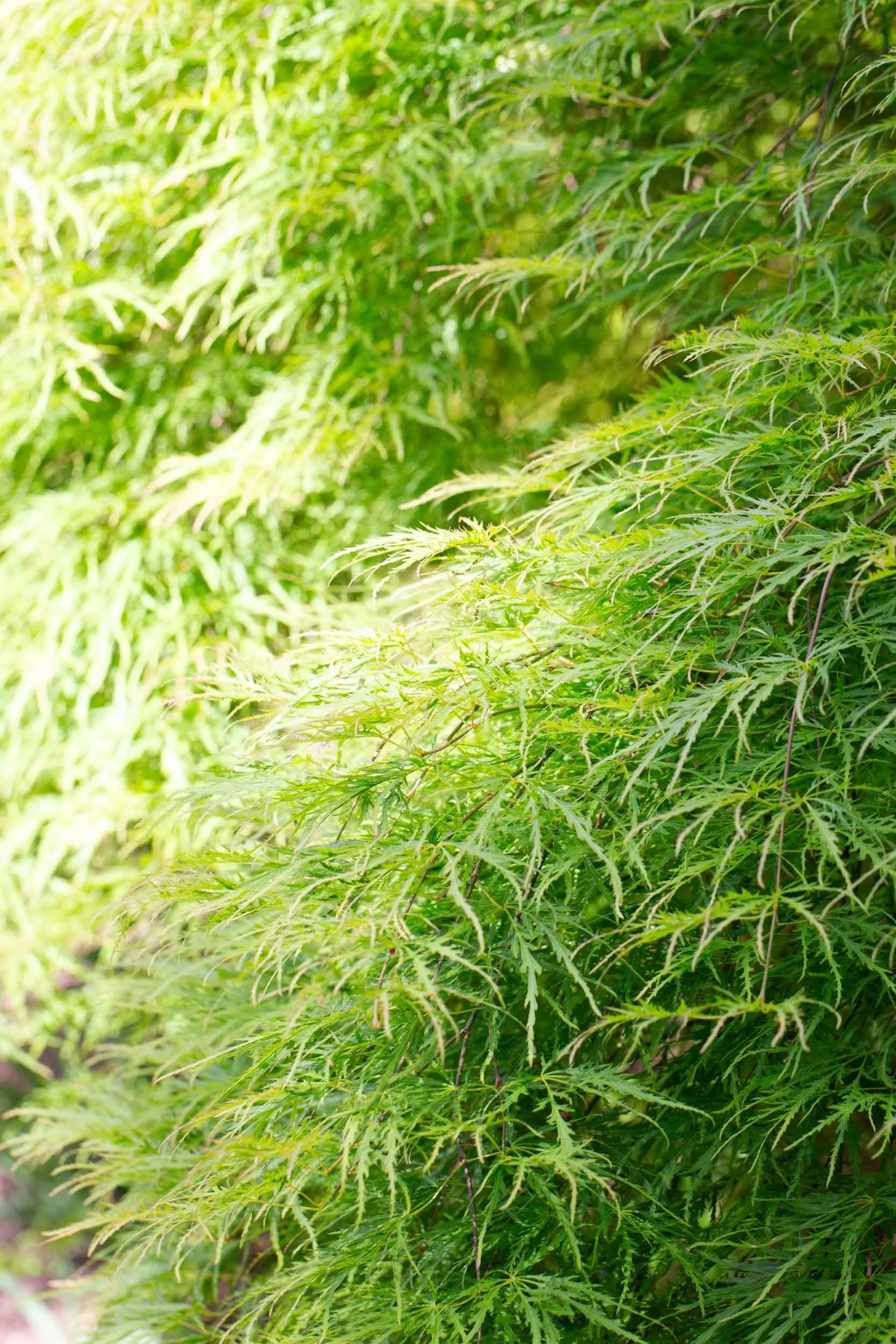 R_Lara-Vukson-Photo_2025_5_31-Long-House-Reserve-grounds-2283_SQSP_2500px.jpg