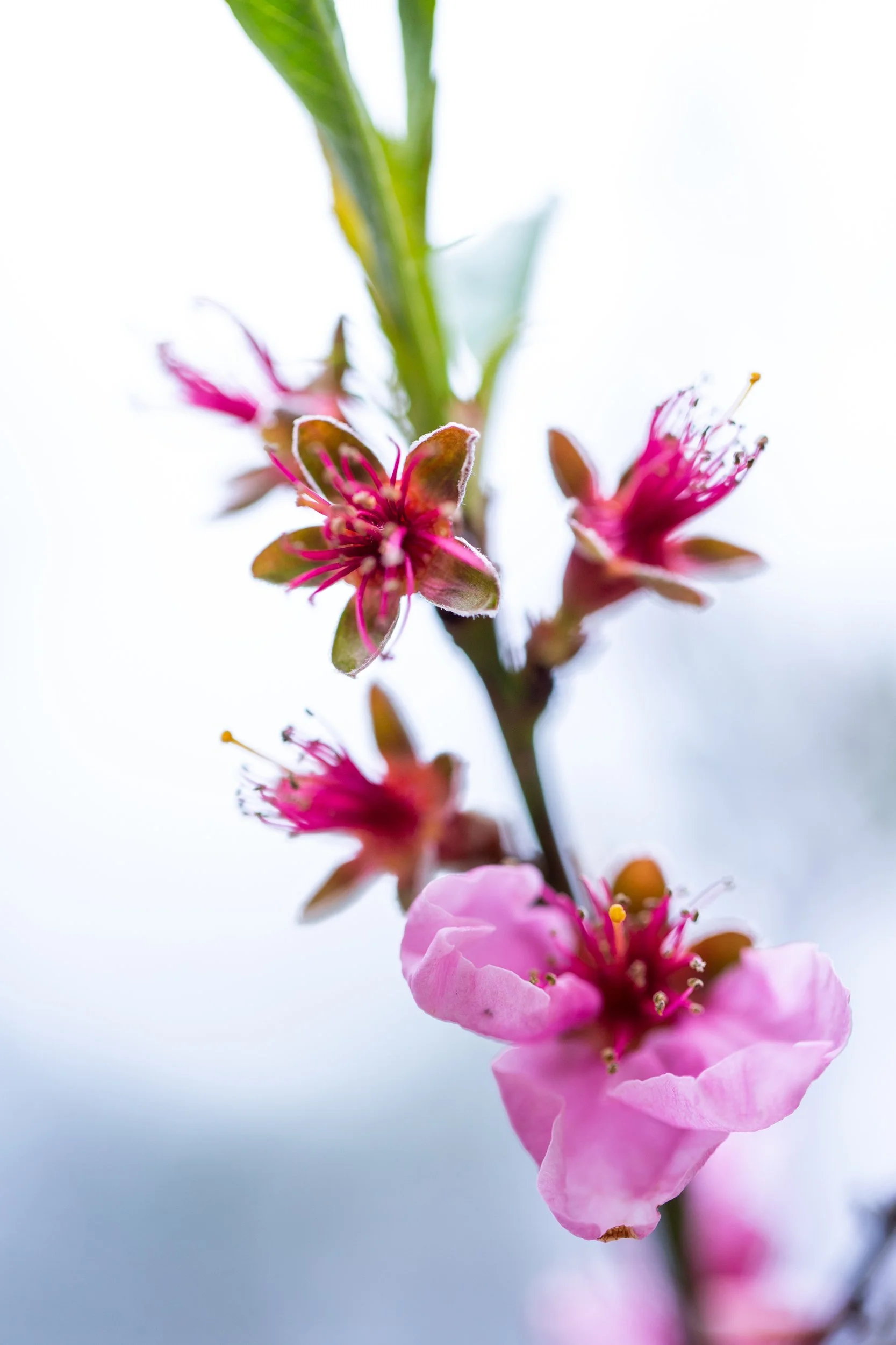 2020-spring-blooming-3079_2500px.jpg