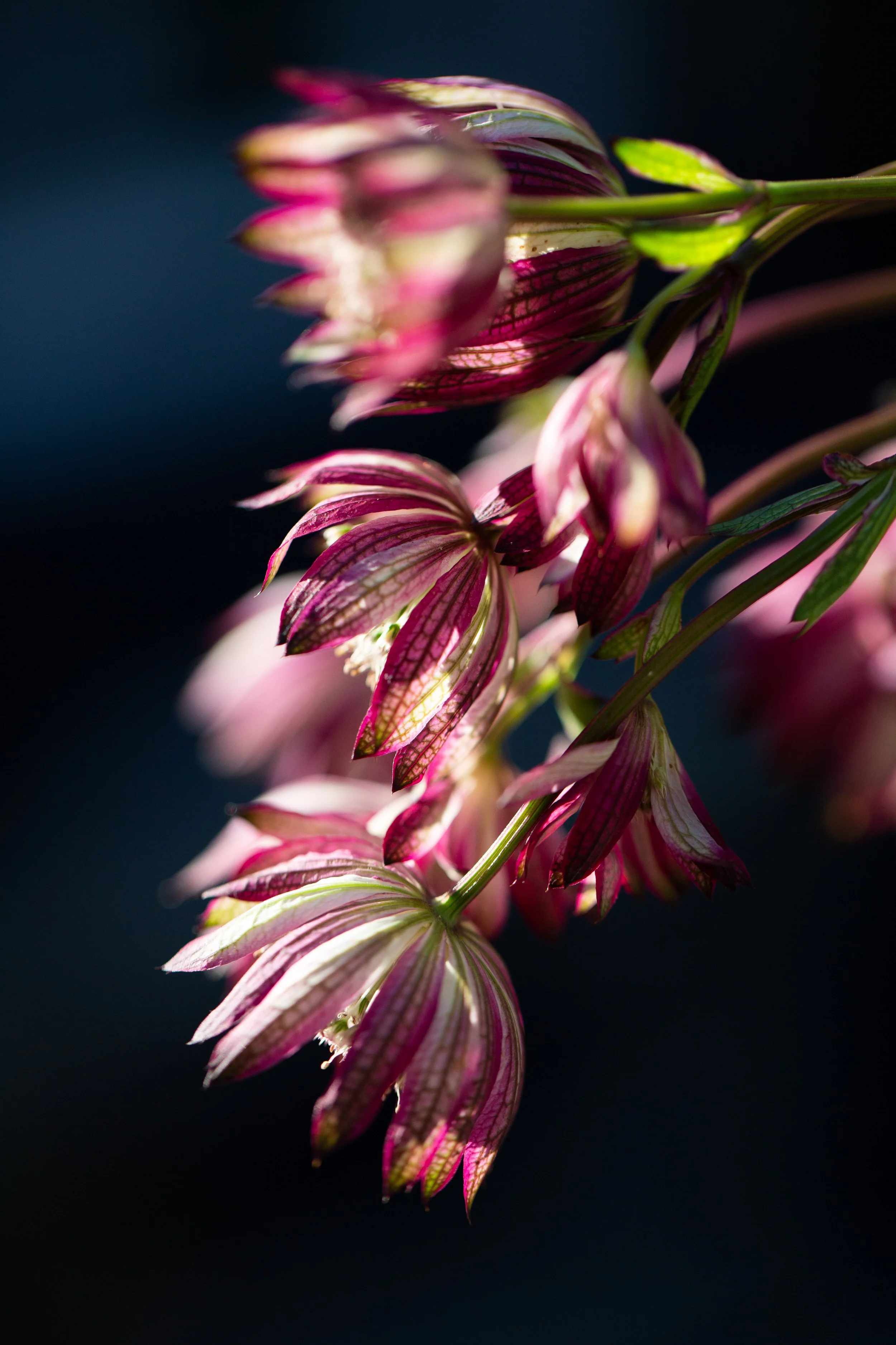 thistle_astrantia-1135.jpg