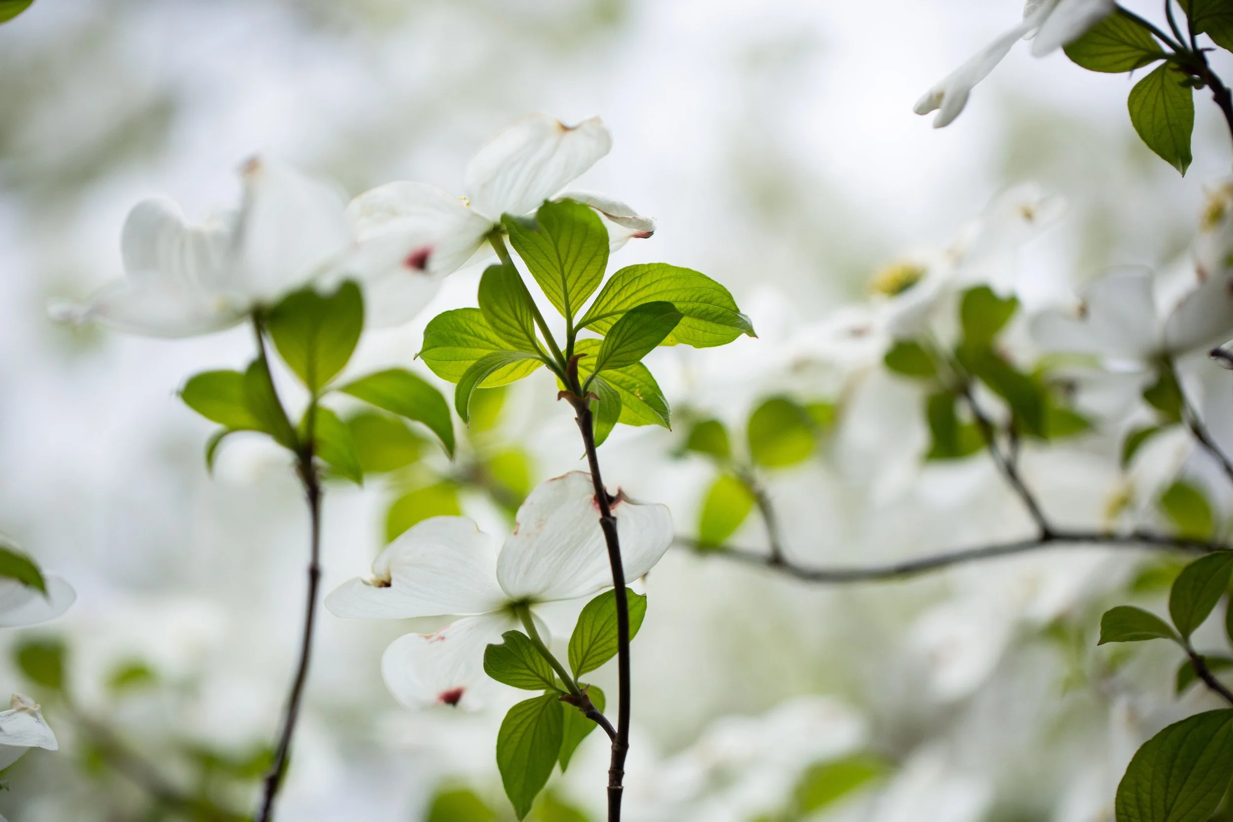 Dogwood full bloom-0142.jpg